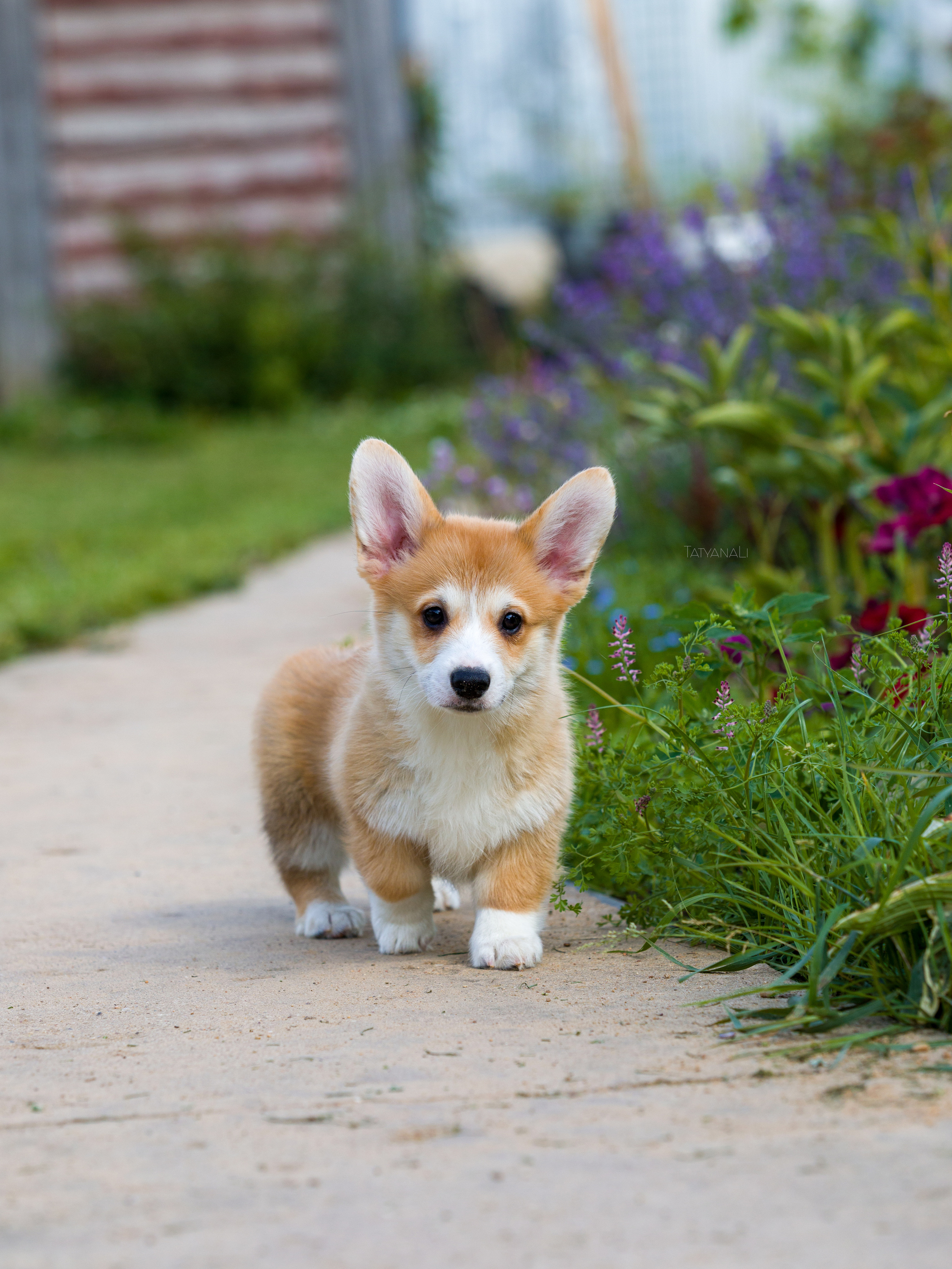 Вельш-корги пемброк. Фотограф — анималист Татьяна Ли
