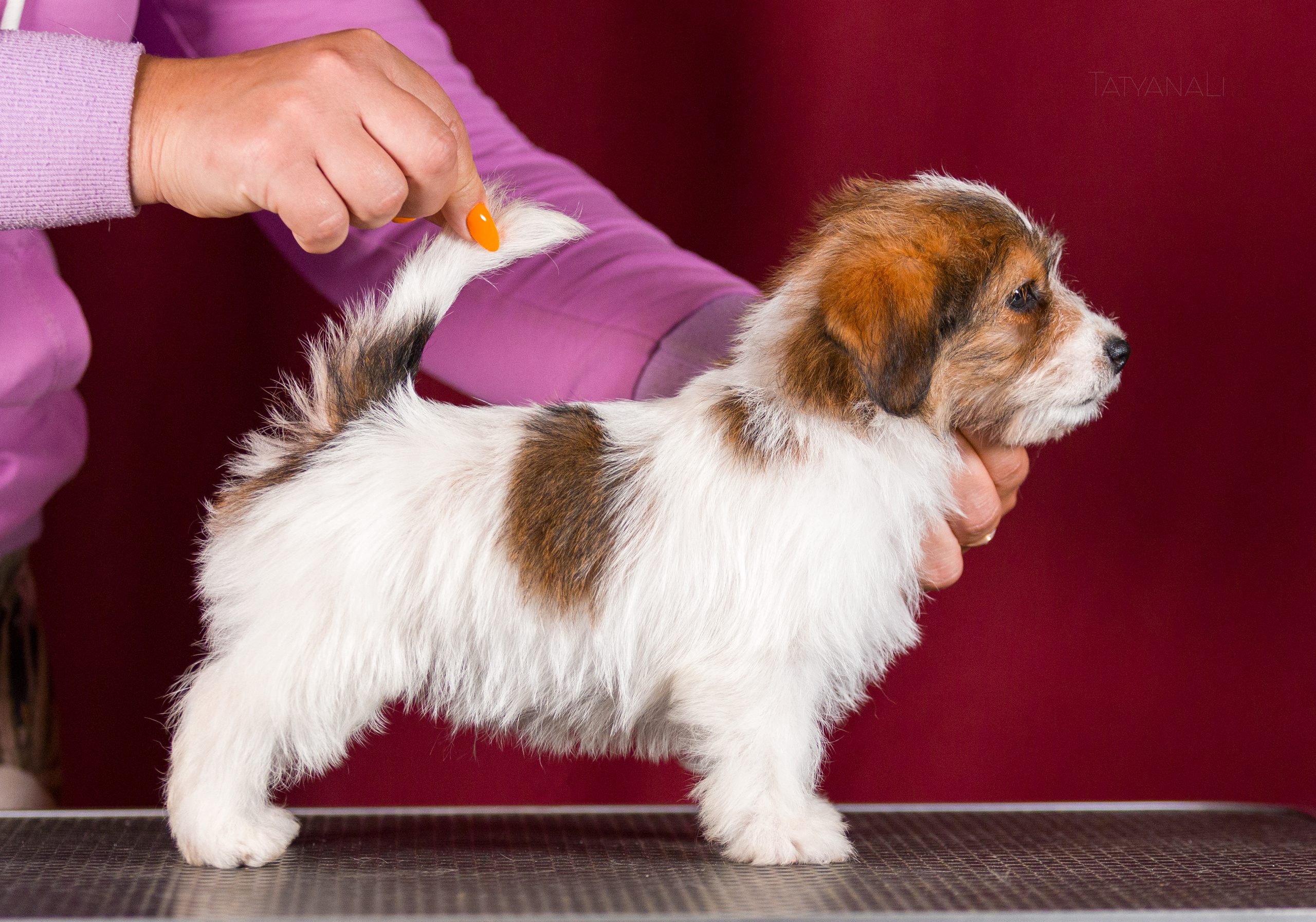 Джек-рассел-терьер. Фотограф — анималист Татьяна Ли