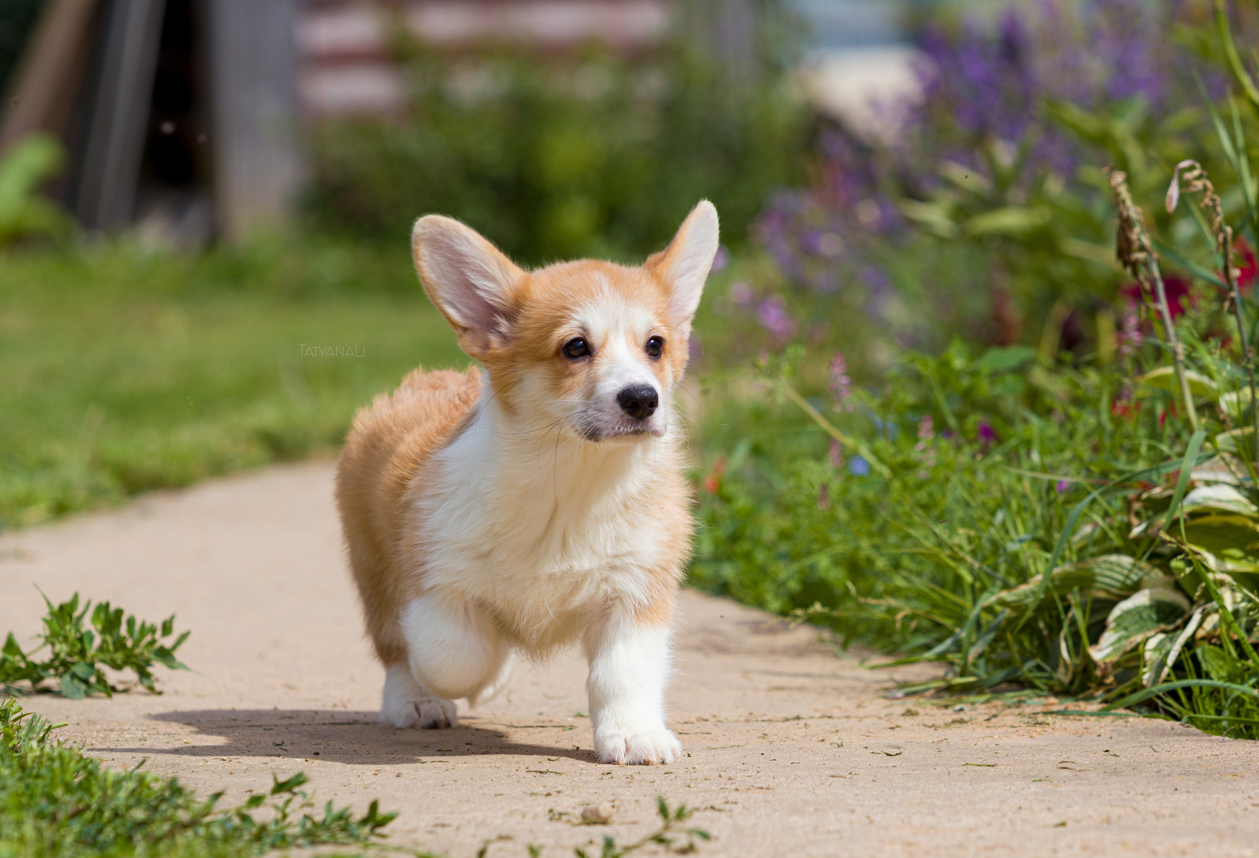 Вельш-корги пемброк. Фотограф — анималист Татьяна Ли