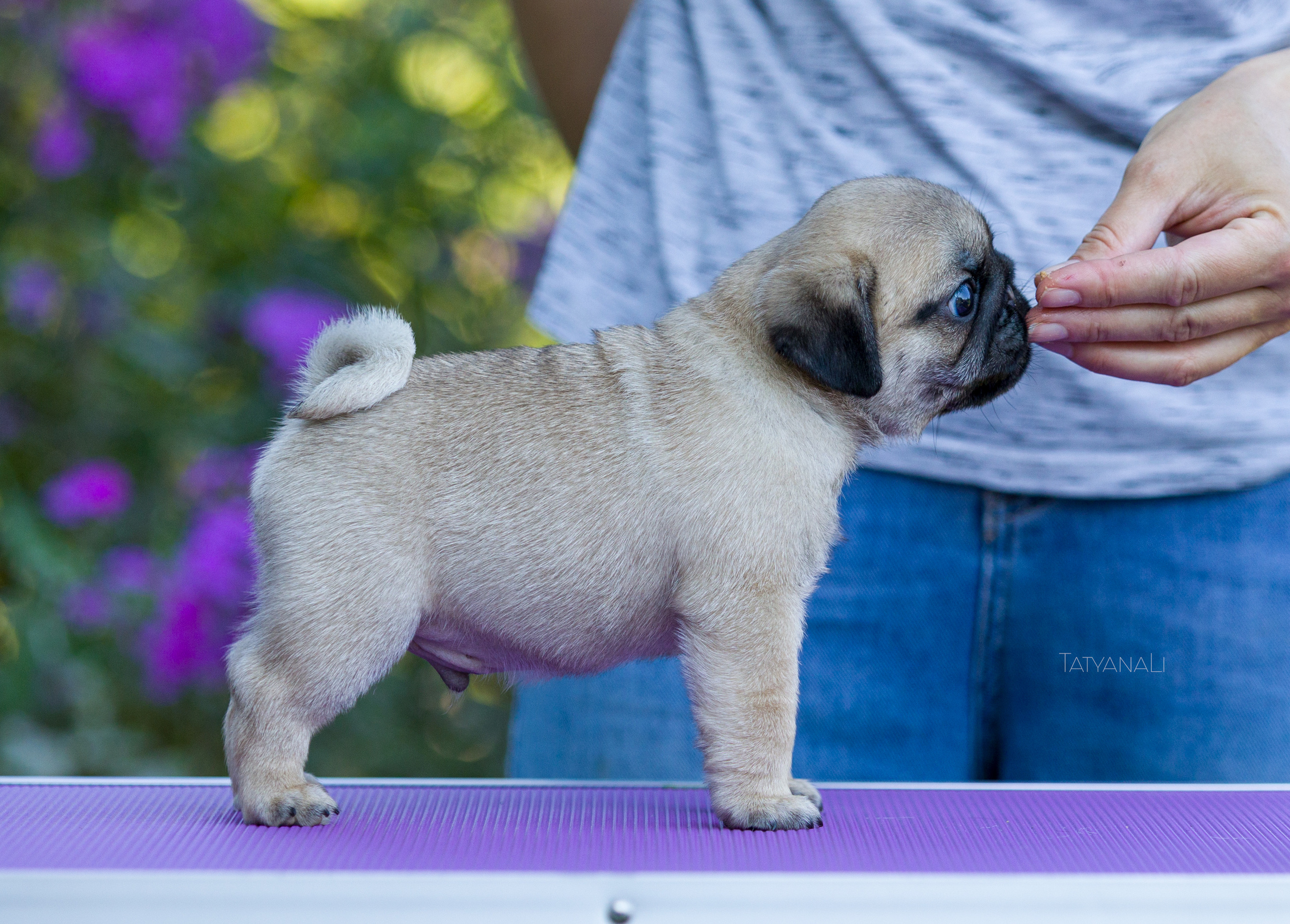 Мопс. Фотограф — анималист Татьяна Ли