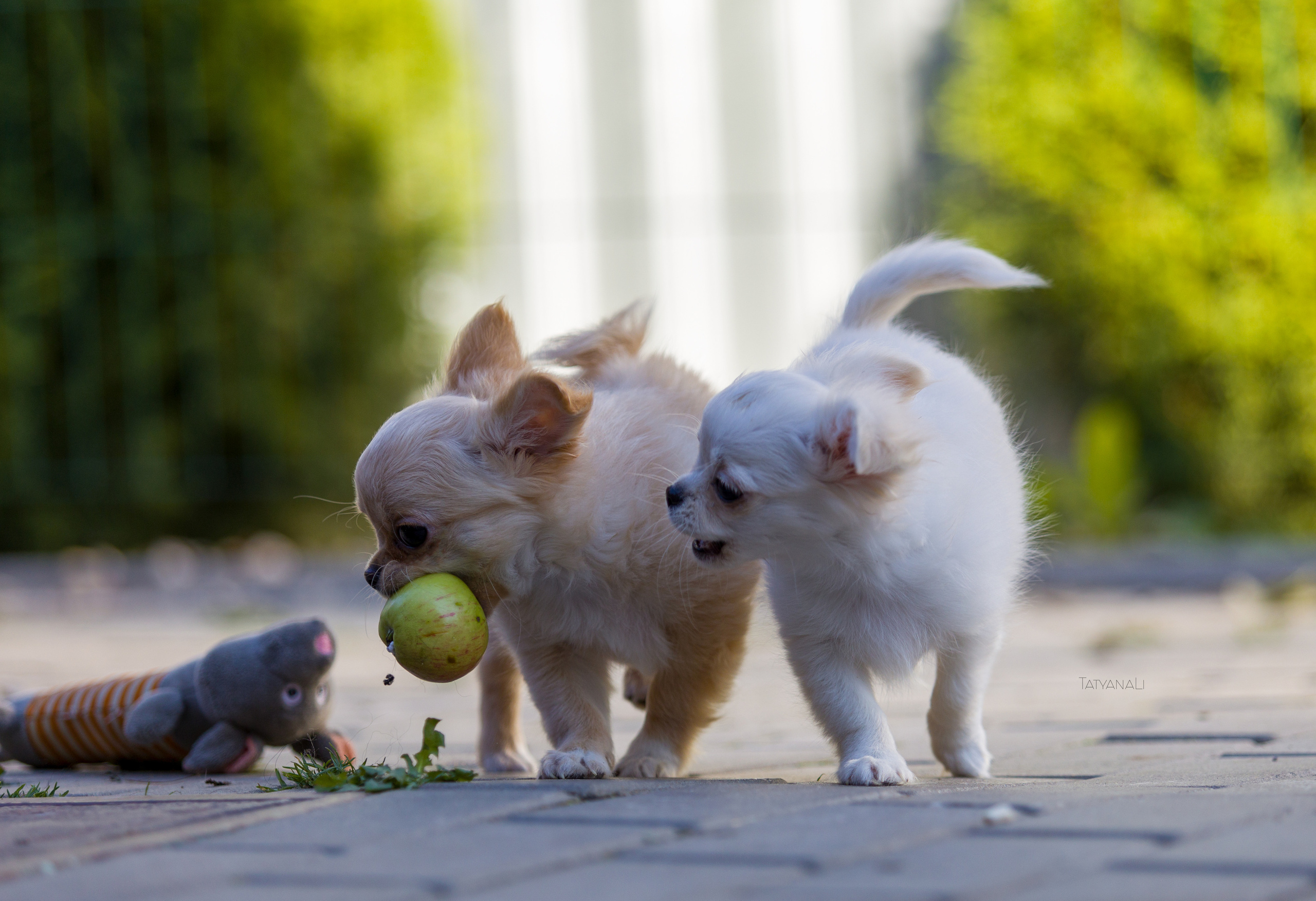 Ассорти. Фотограф — анималист Татьяна Ли