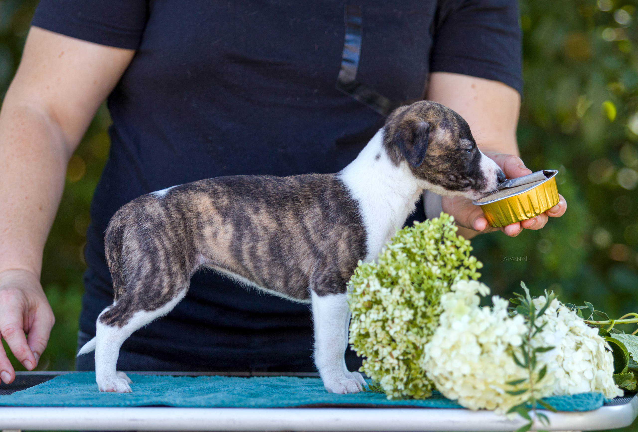 Уиппет. Фотограф — анималист Татьяна Ли