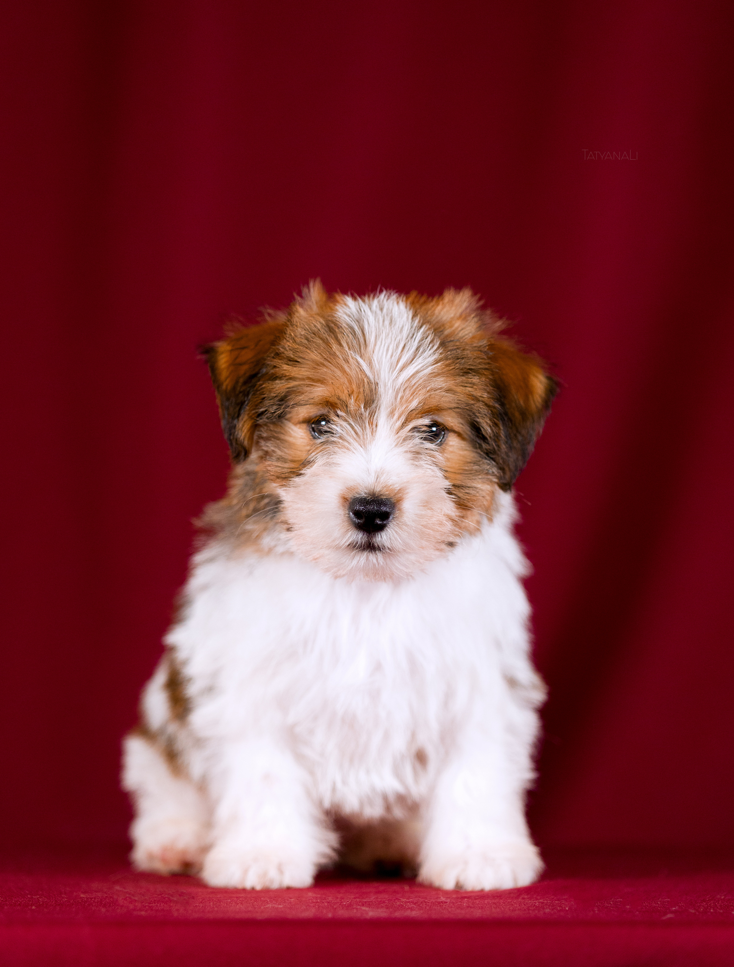 Джек-рассел-терьер. Фотограф — анималист Татьяна Ли