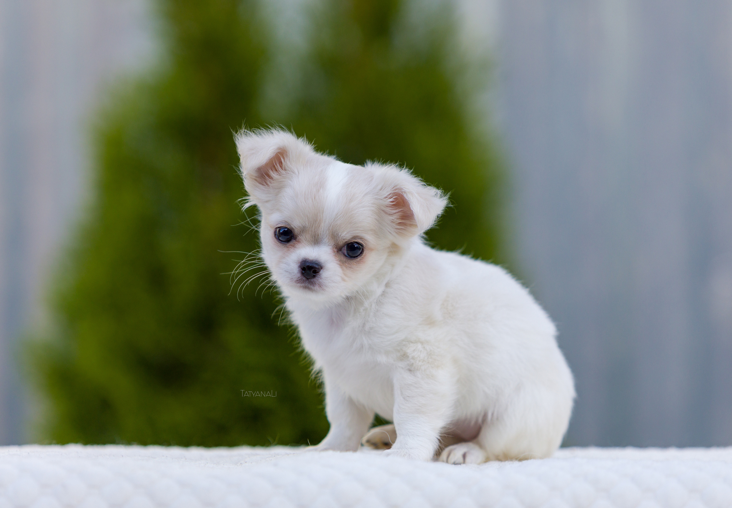 Чихуахуа дш. Фотограф — анималист Татьяна Ли