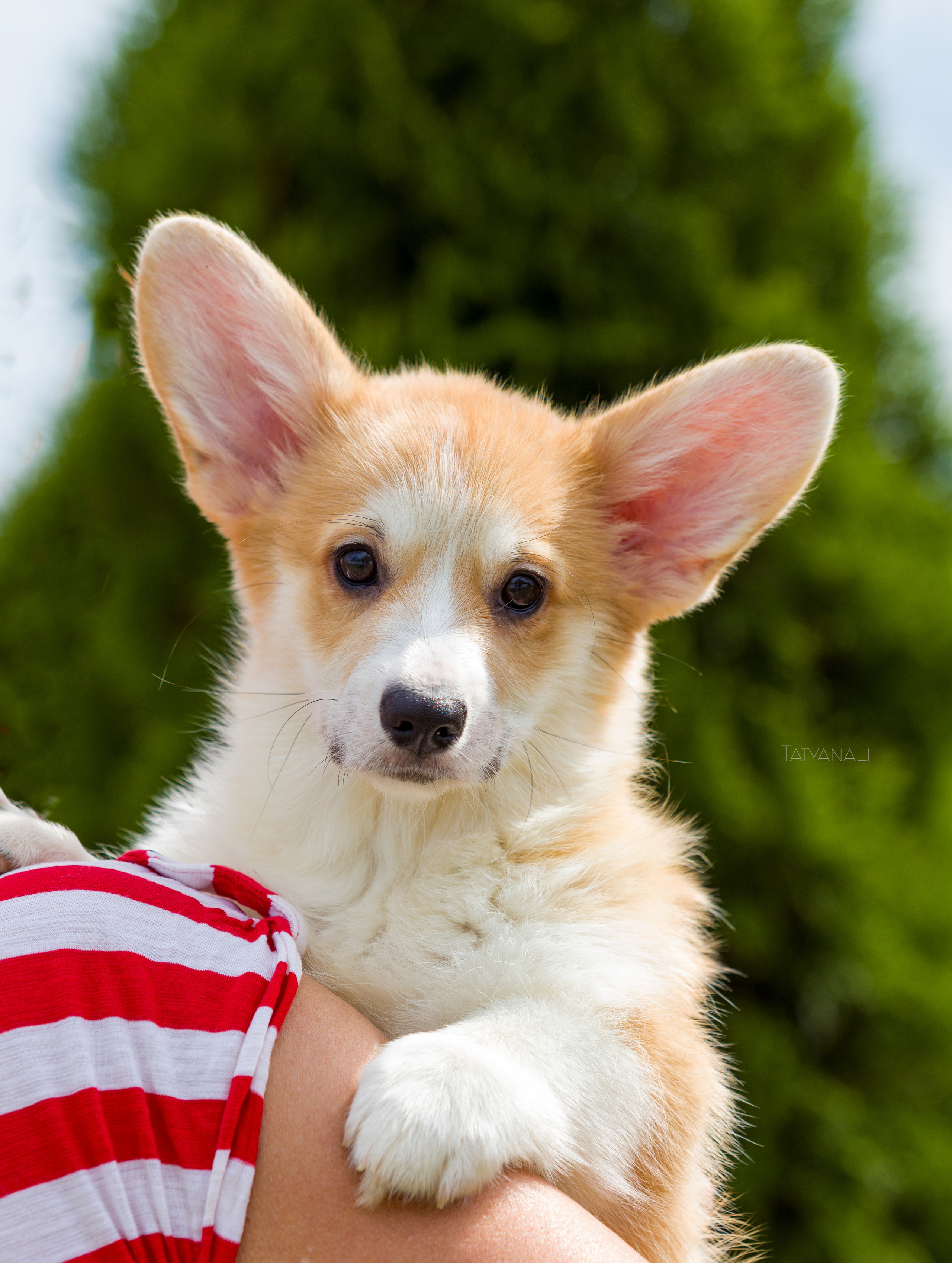 Вельш-корги пемброк. Фотограф — анималист Татьяна Ли