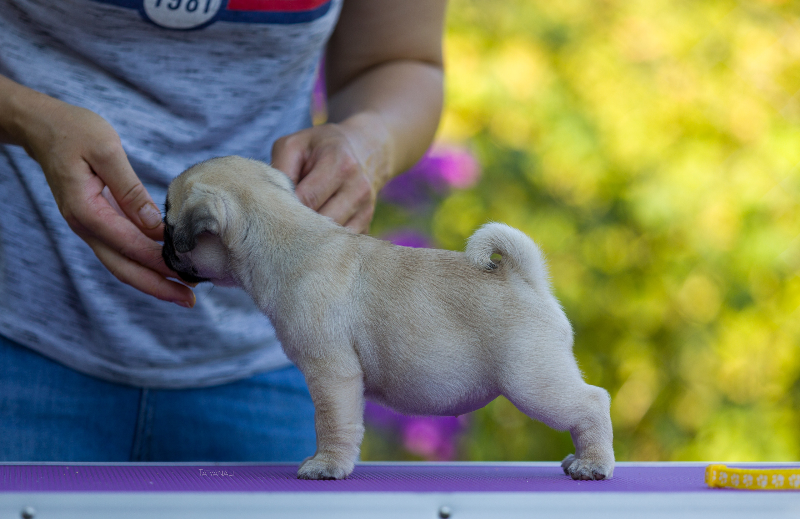 Мопс. Фотограф — анималист Татьяна Ли