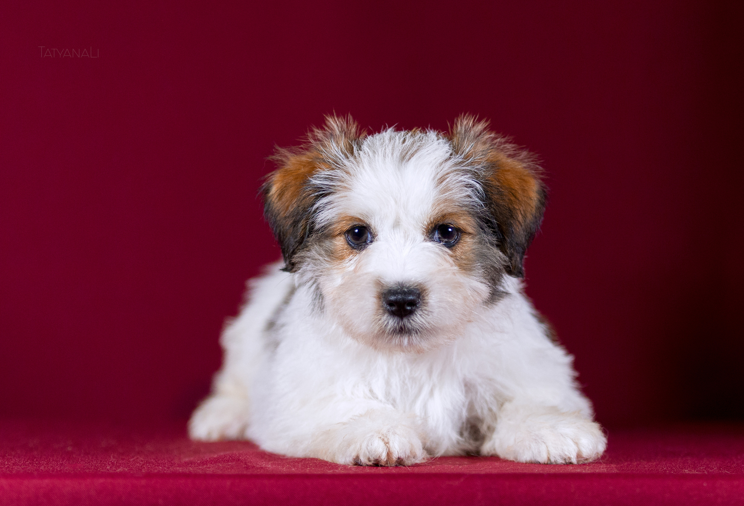 Джек-рассел-терьер. Фотограф — анималист Татьяна Ли