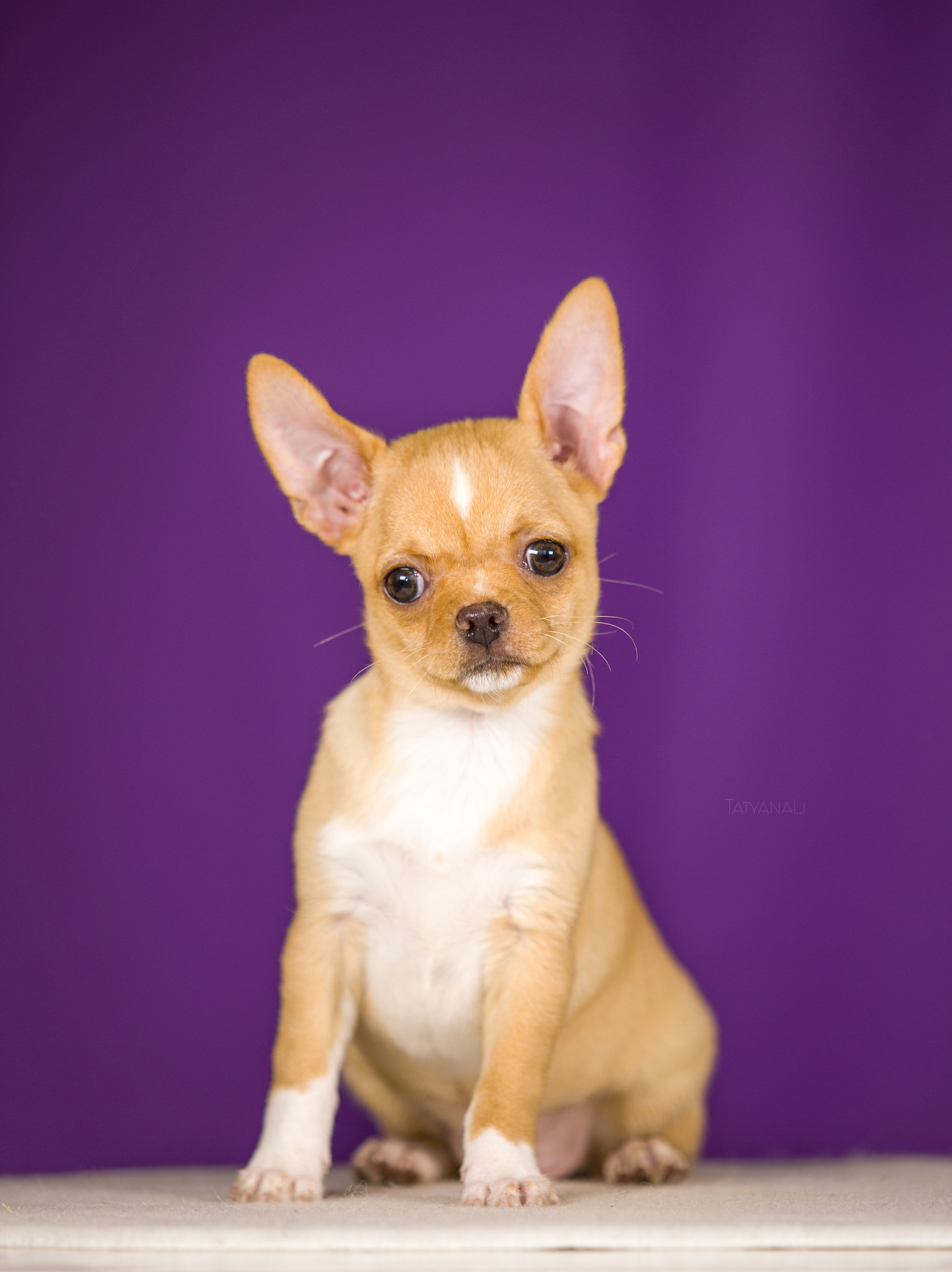 Чихуахуа. Фотограф — анималист Татьяна Ли
