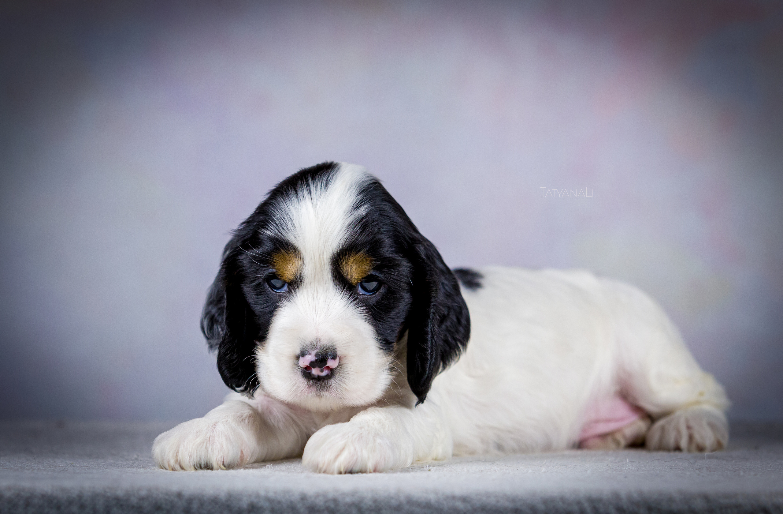 Английский кокер-спаниель. Фотограф — анималист Татьяна Ли