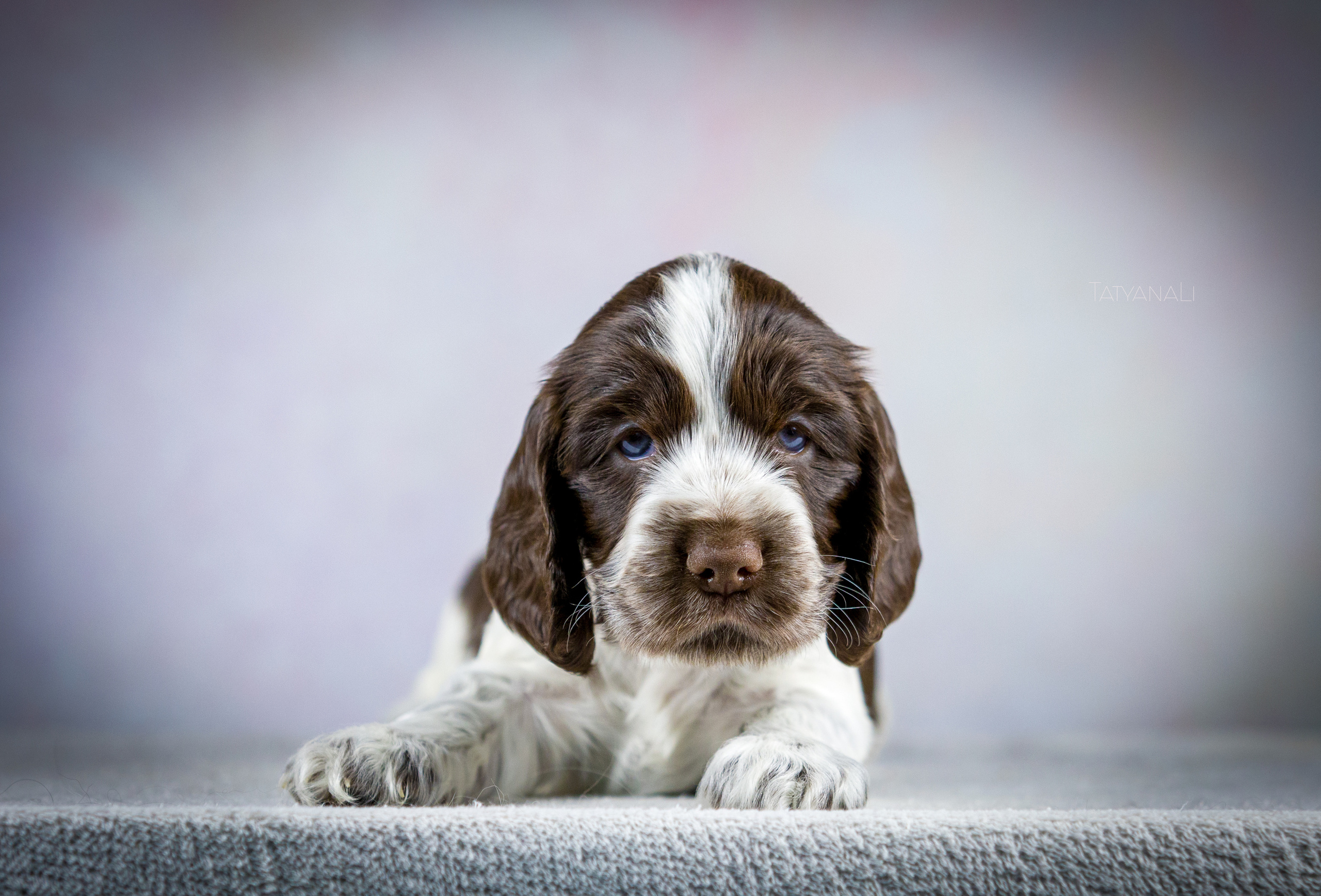 Английский кокер-спаниель. Фотограф — анималист Татьяна Ли