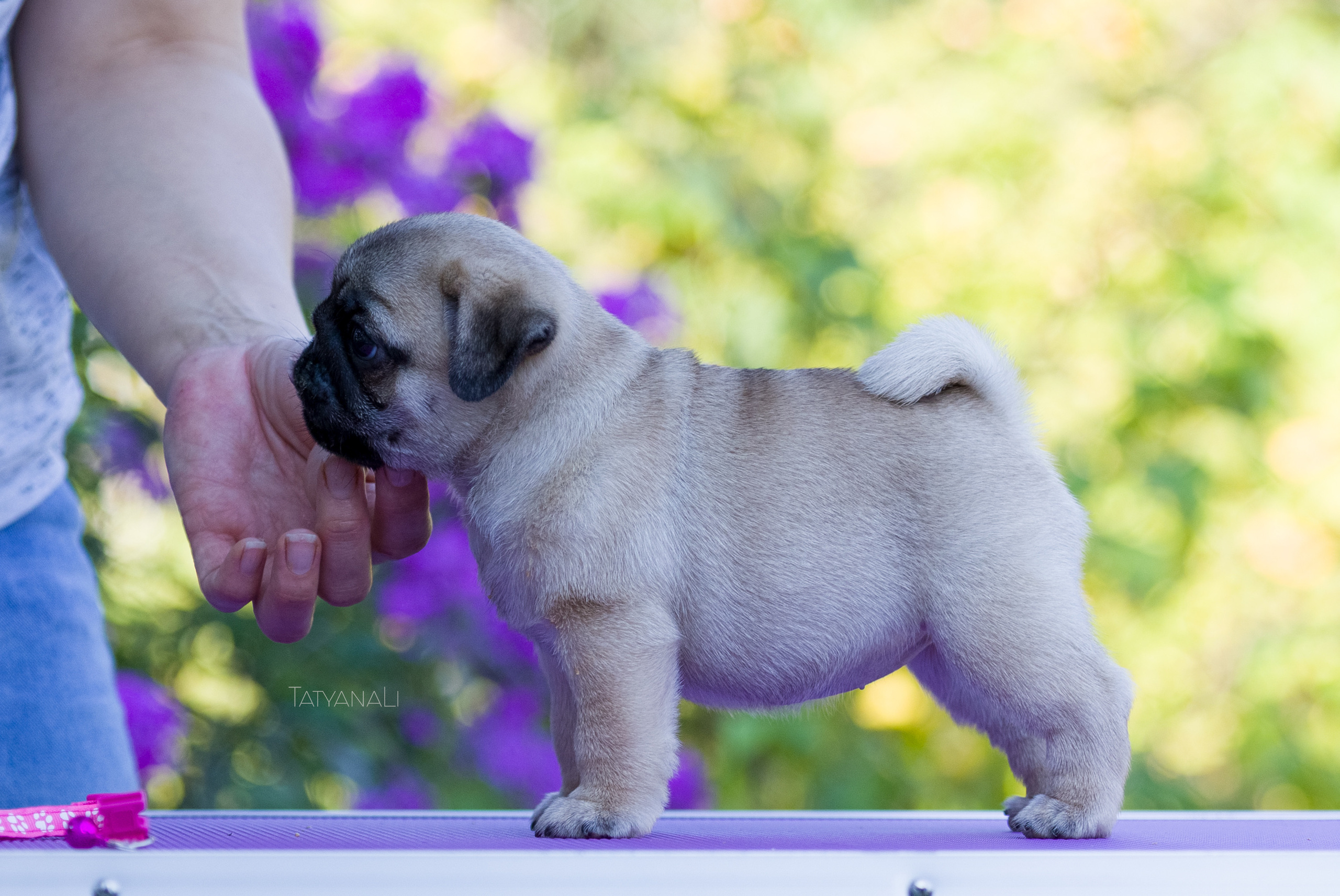 Мопс. Фотограф — анималист Татьяна Ли