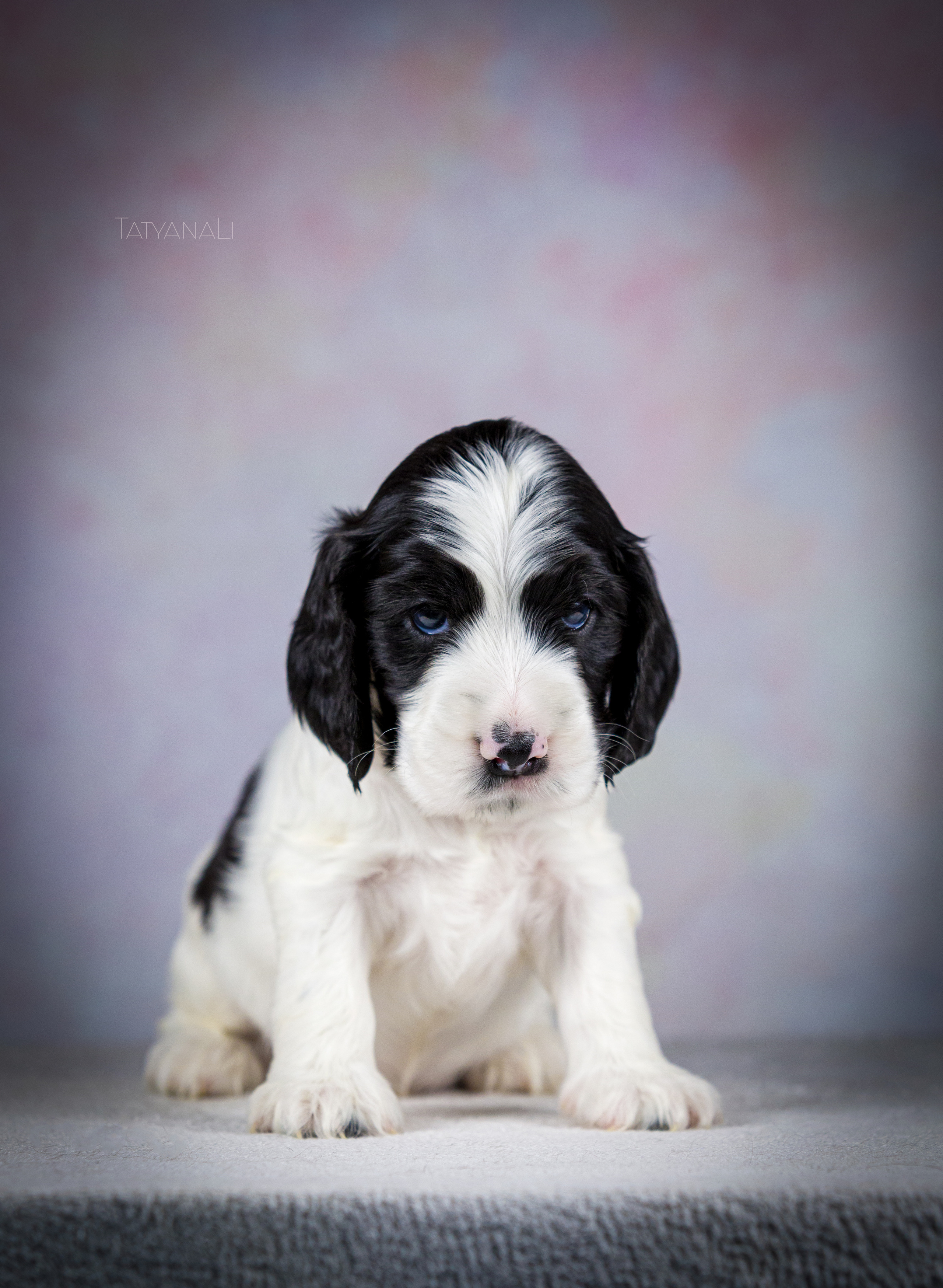 Английский кокер-спаниель. Фотограф — анималист Татьяна Ли