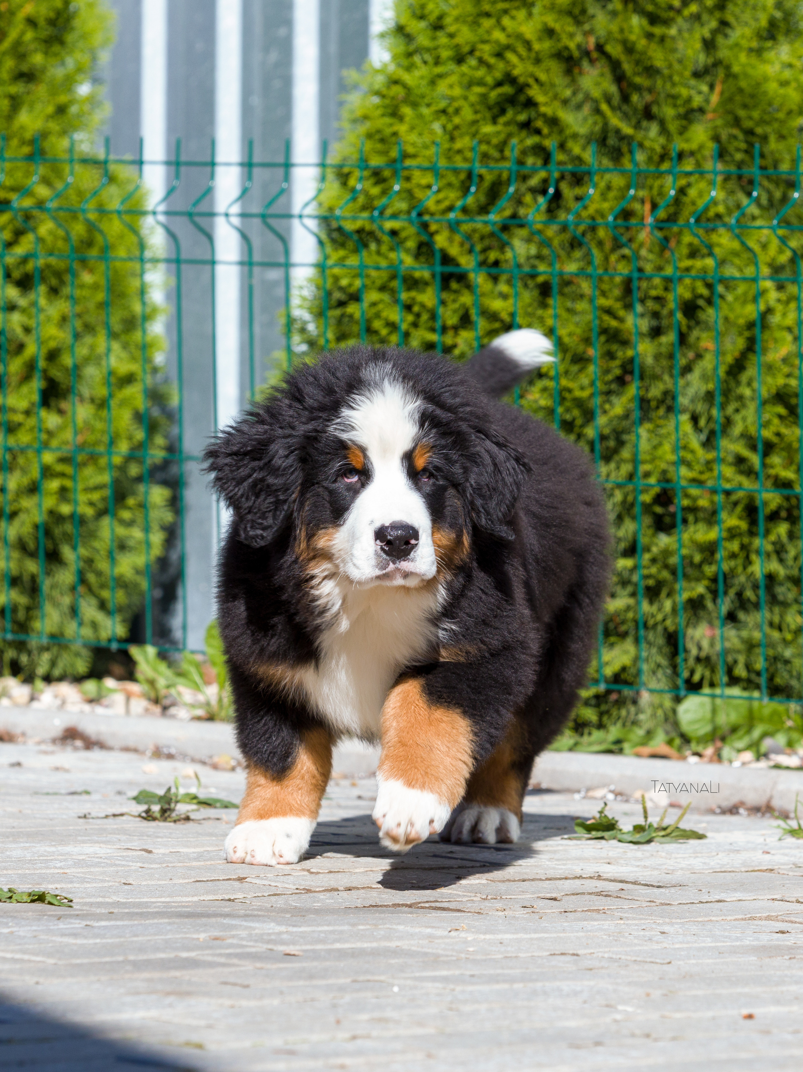 Ассорти. Фотограф — анималист Татьяна Ли