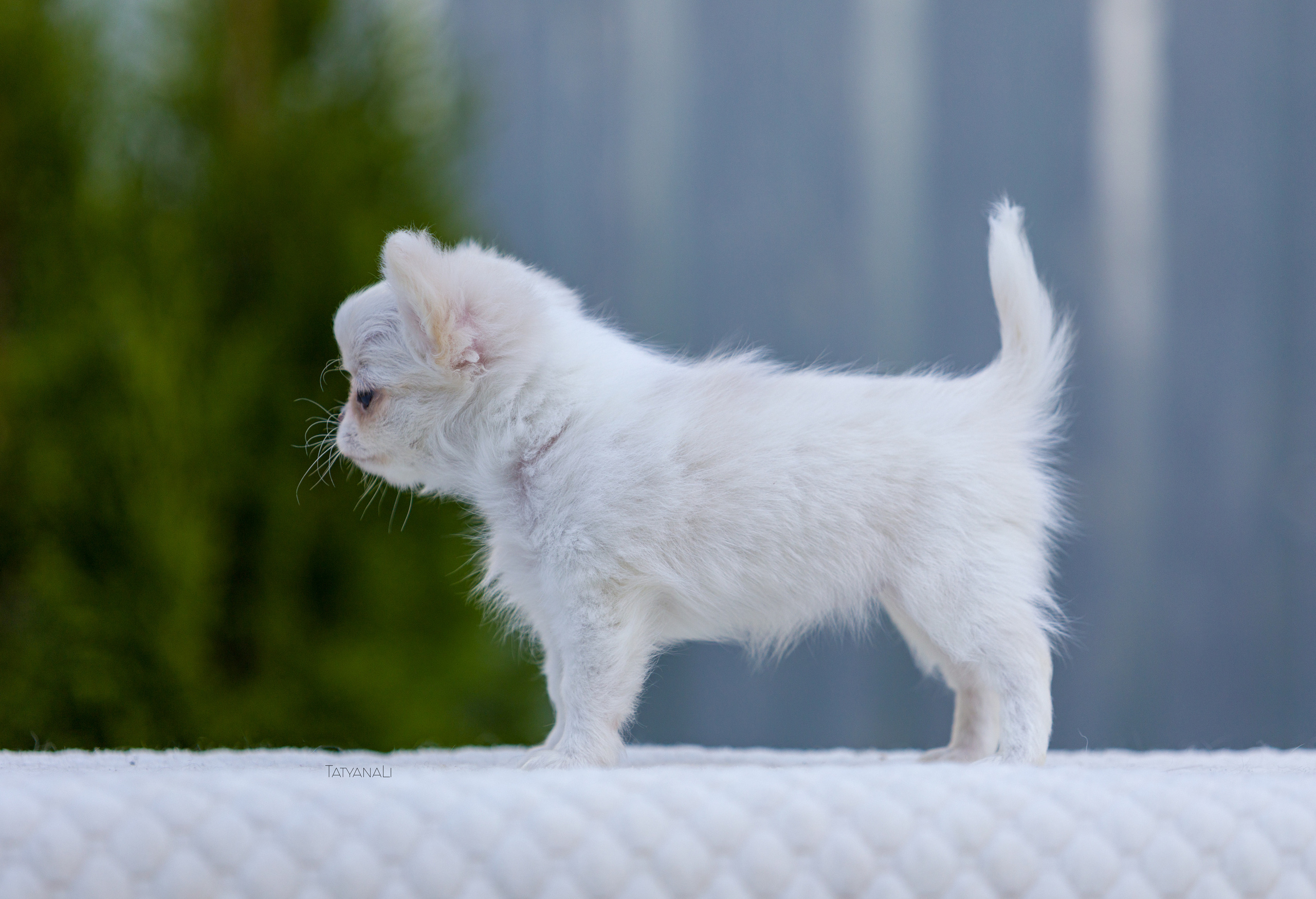 Чихуахуа дш. Фотограф — анималист Татьяна Ли