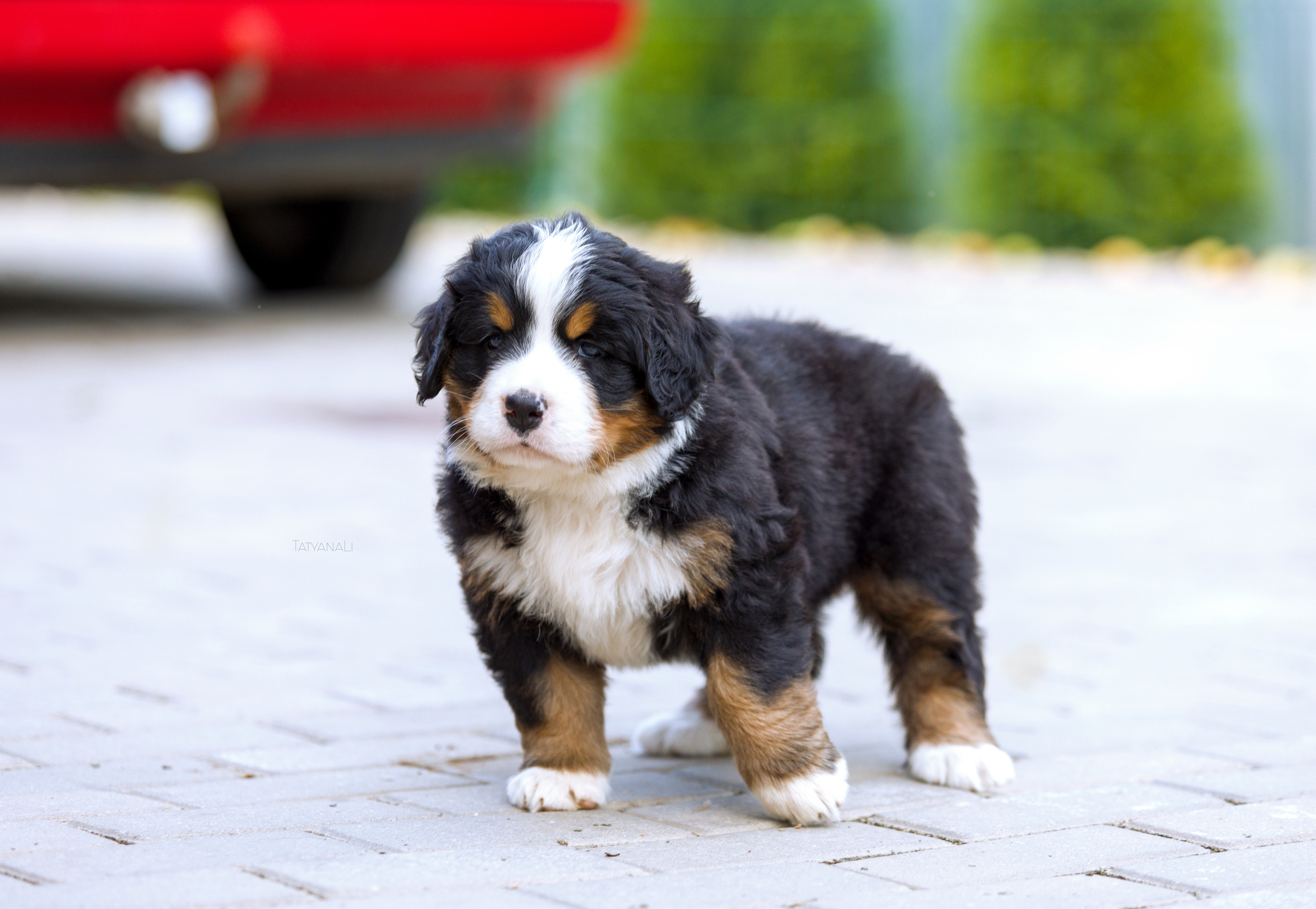 Бернский зенненхунд. Фотограф — анималист Татьяна Ли