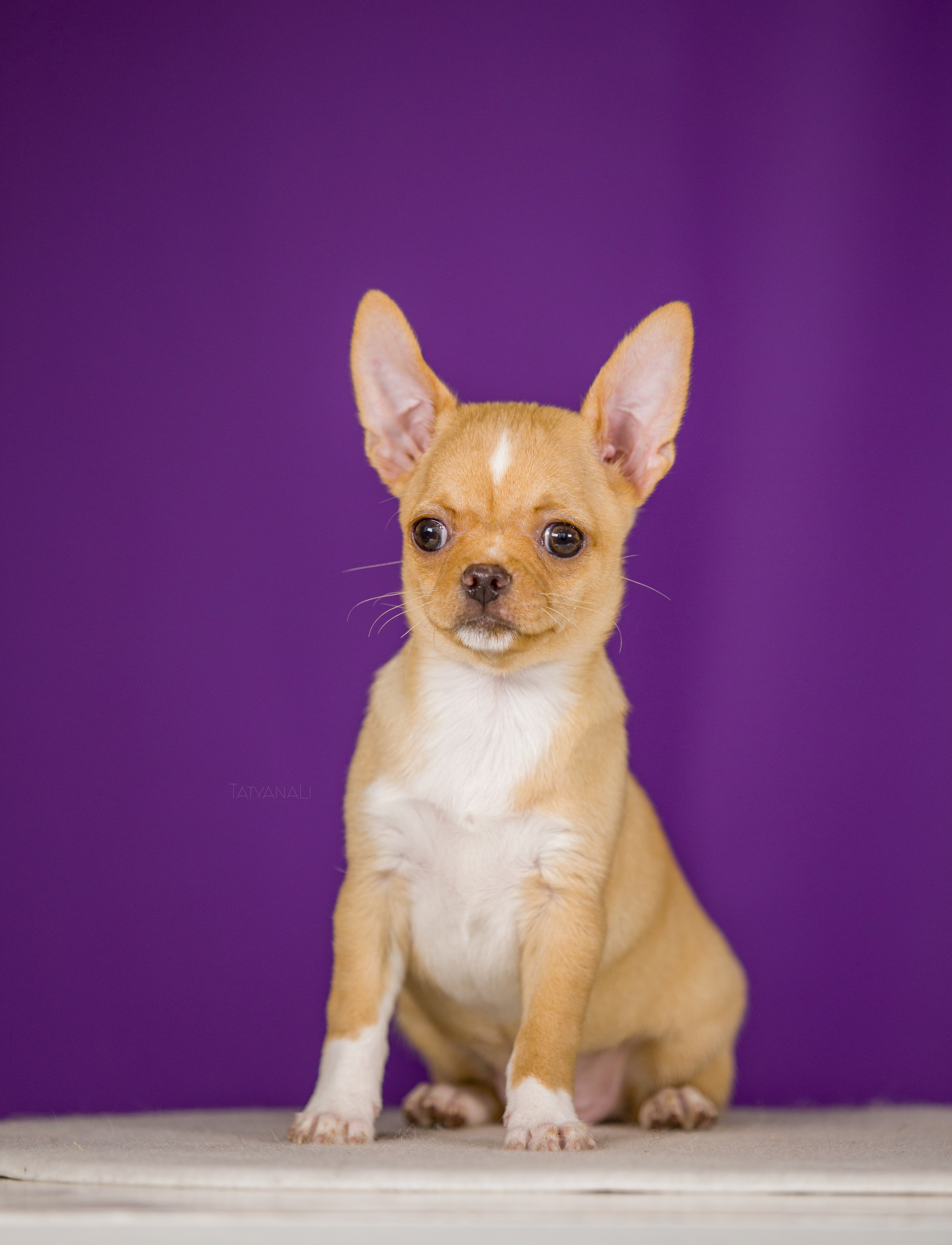 Чихуахуа. Фотограф — анималист Татьяна Ли