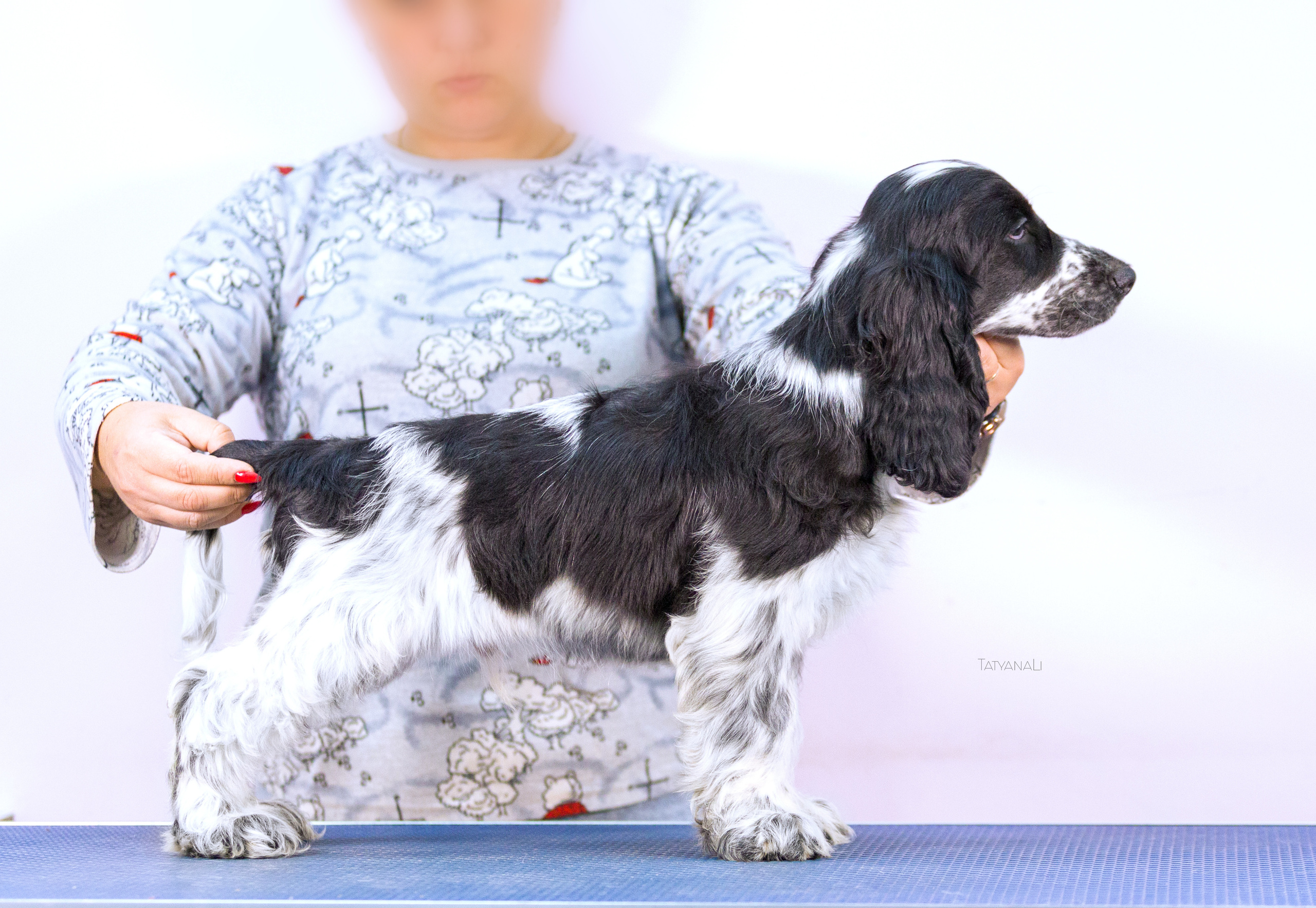 Английский кокер-спаниель. Фотограф — анималист Татьяна Ли