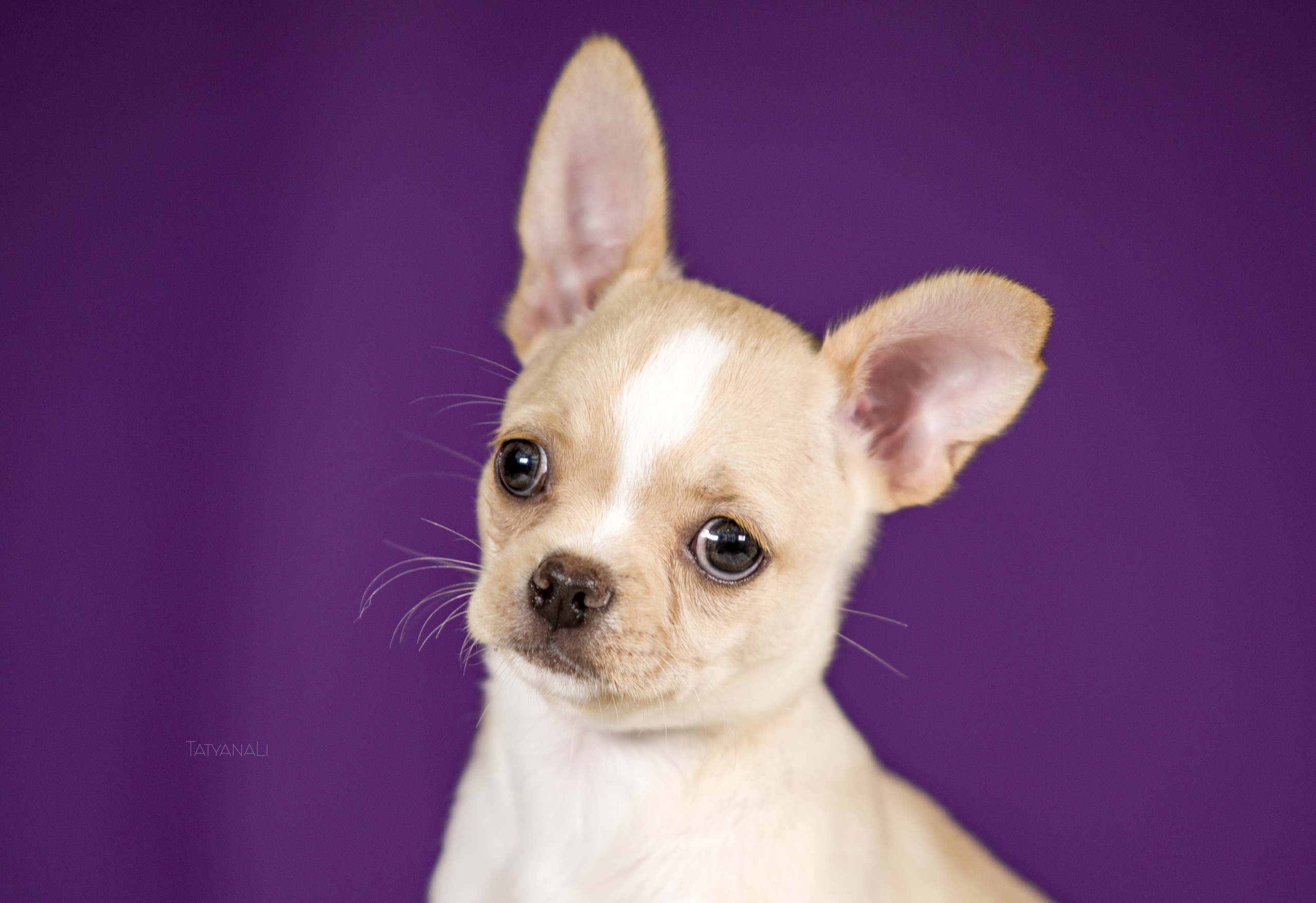 Чихуахуа. Фотограф — анималист Татьяна Ли