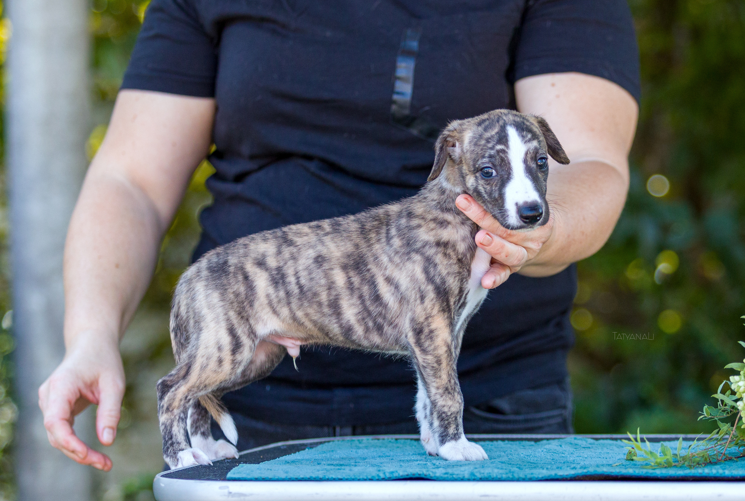 Уиппет. Фотограф — анималист Татьяна Ли