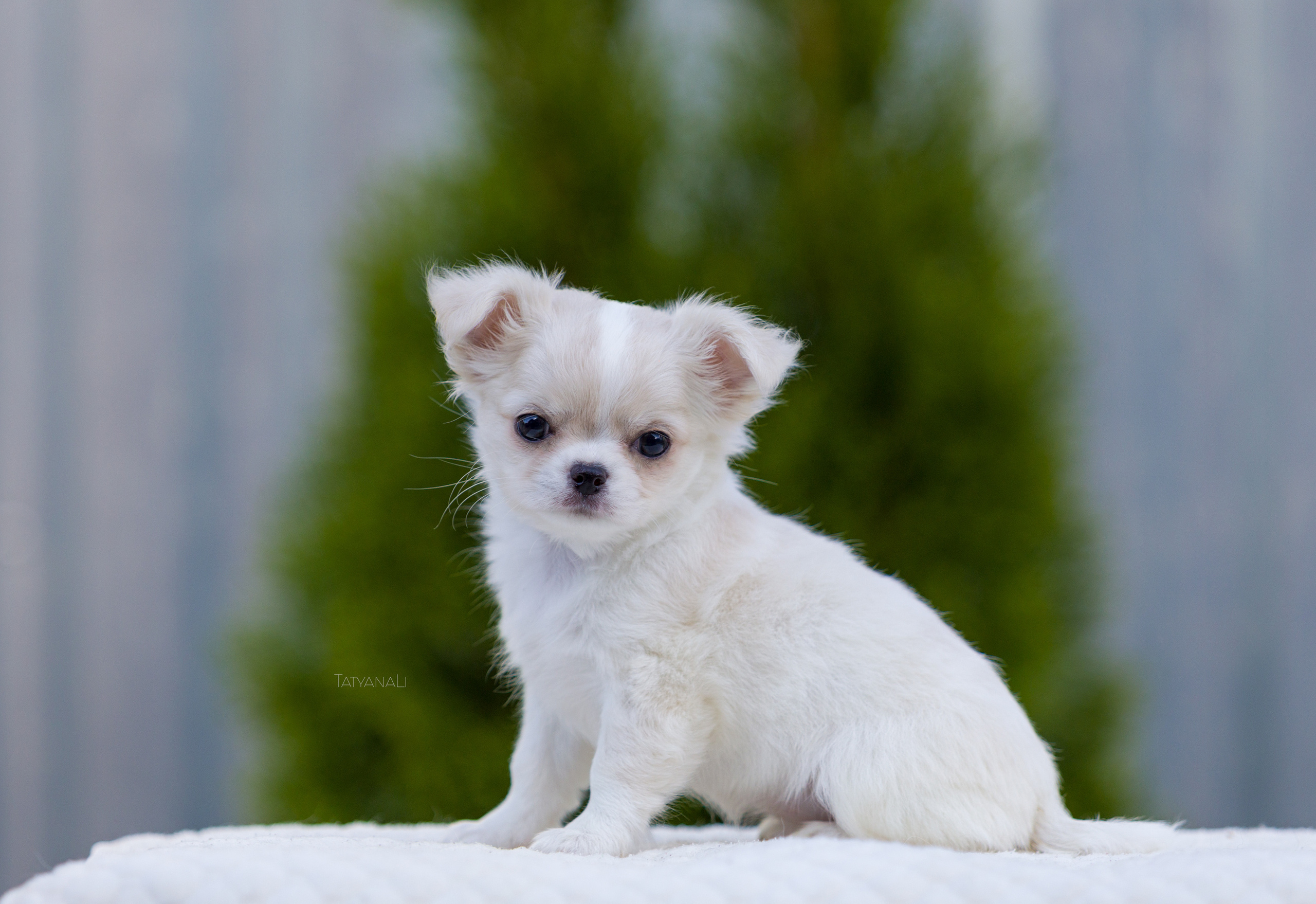 Чихуахуа дш. Фотограф — анималист Татьяна Ли