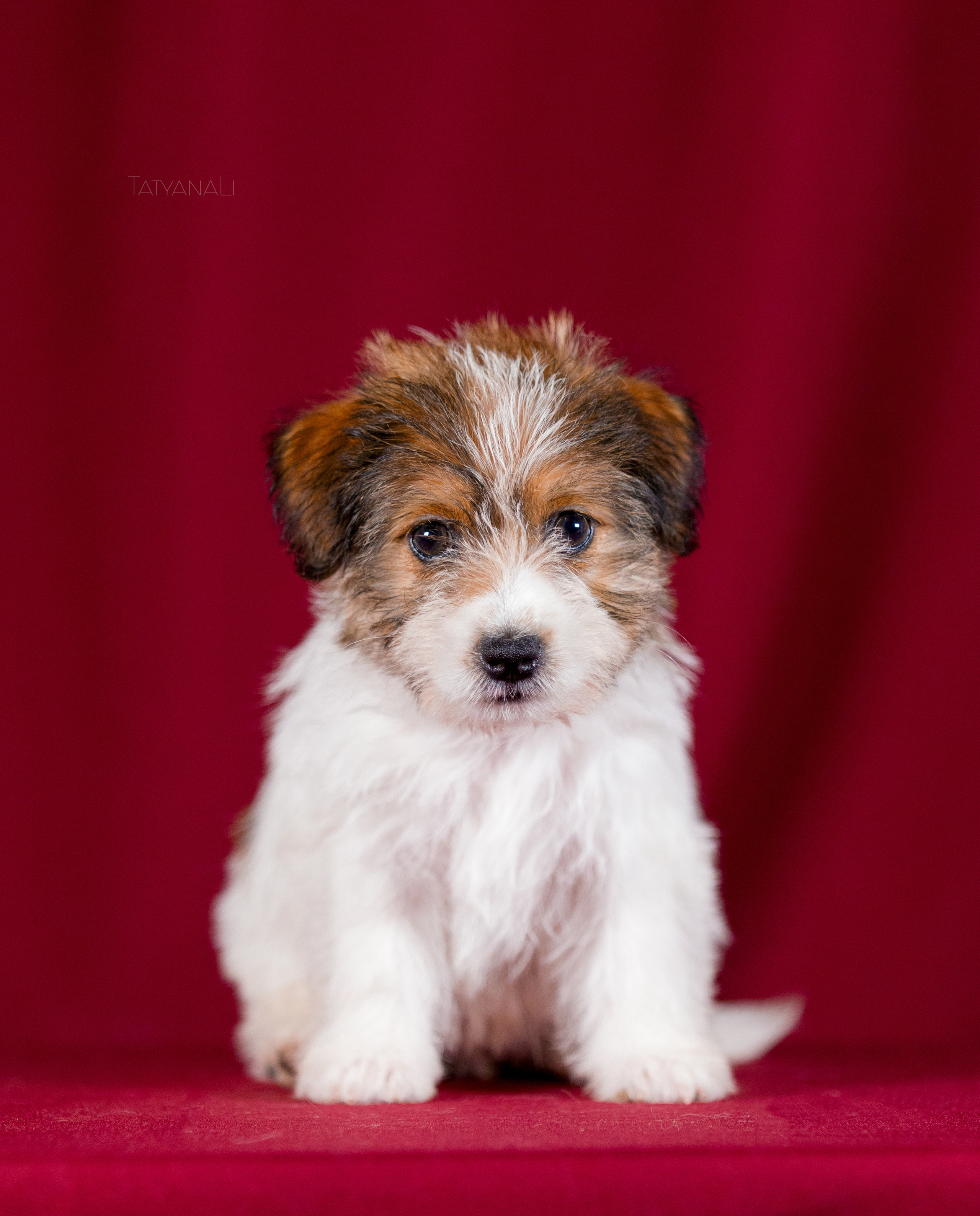 Джек-рассел-терьер. Фотограф — анималист Татьяна Ли