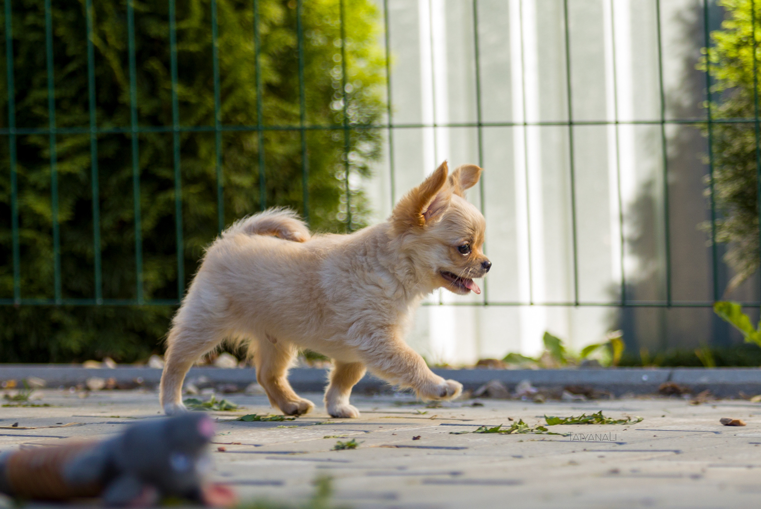 Ассорти. Фотограф — анималист Татьяна Ли
