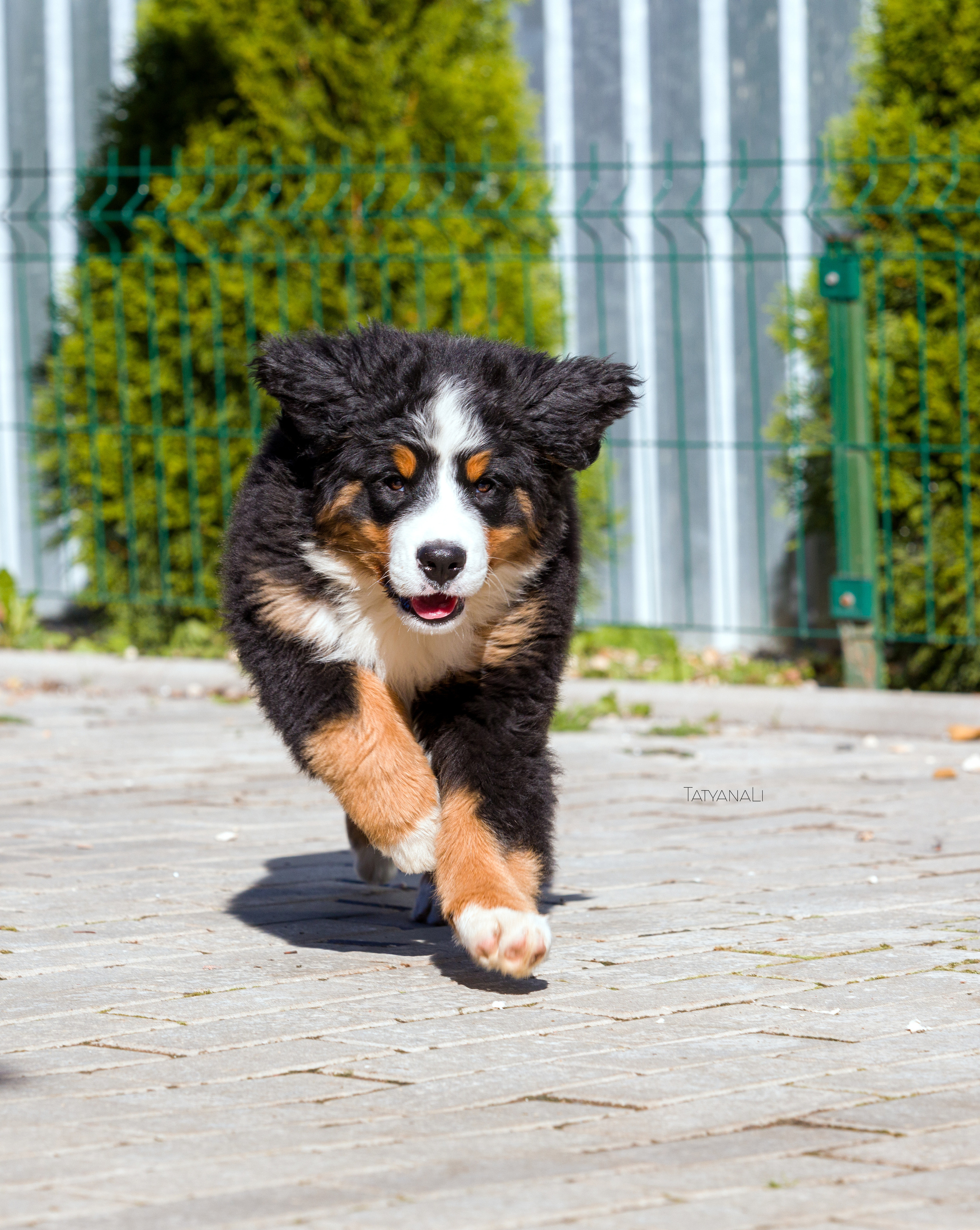 Ассорти. Фотограф — анималист Татьяна Ли