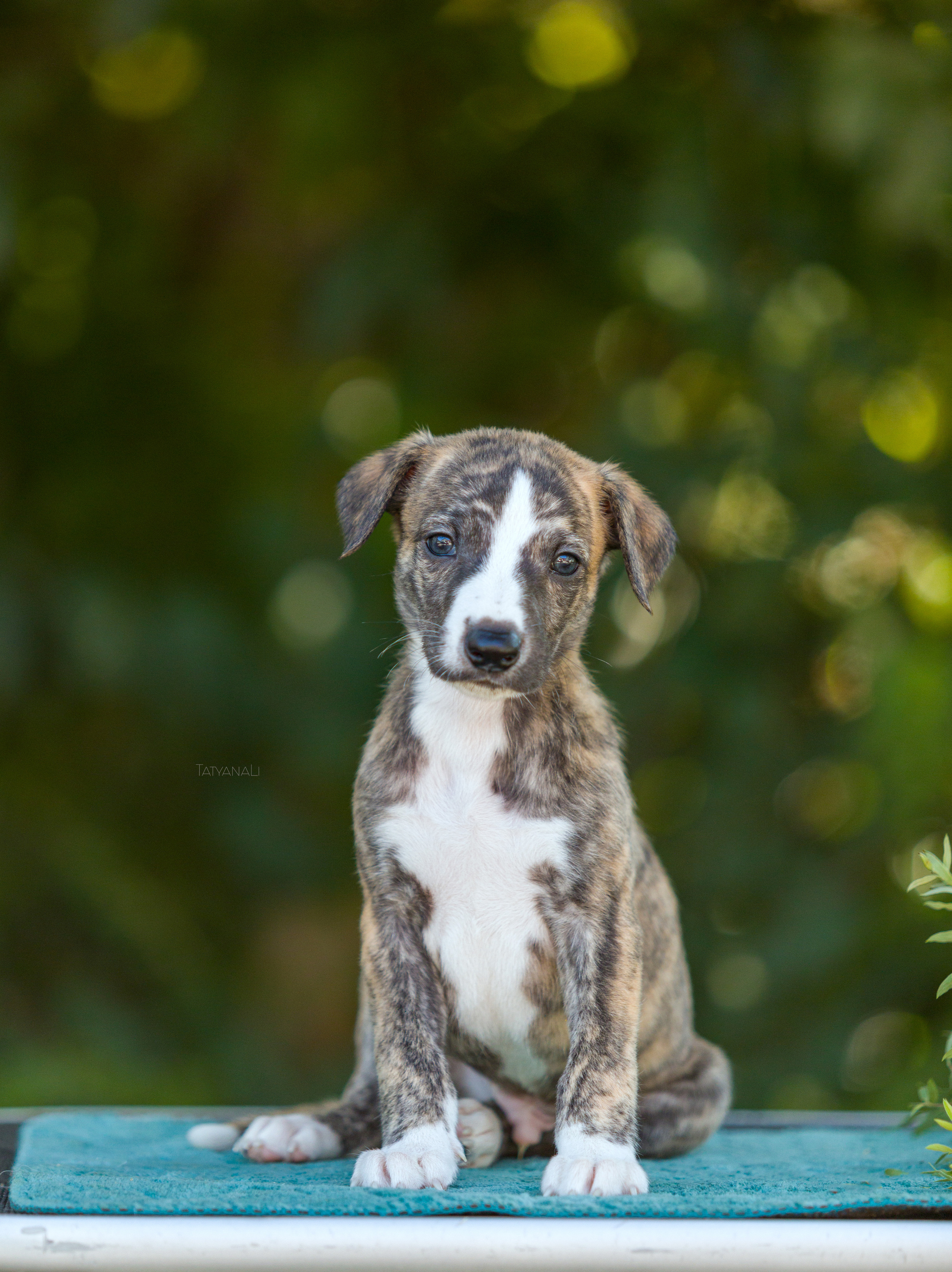 Уиппет. Фотограф — анималист Татьяна Ли