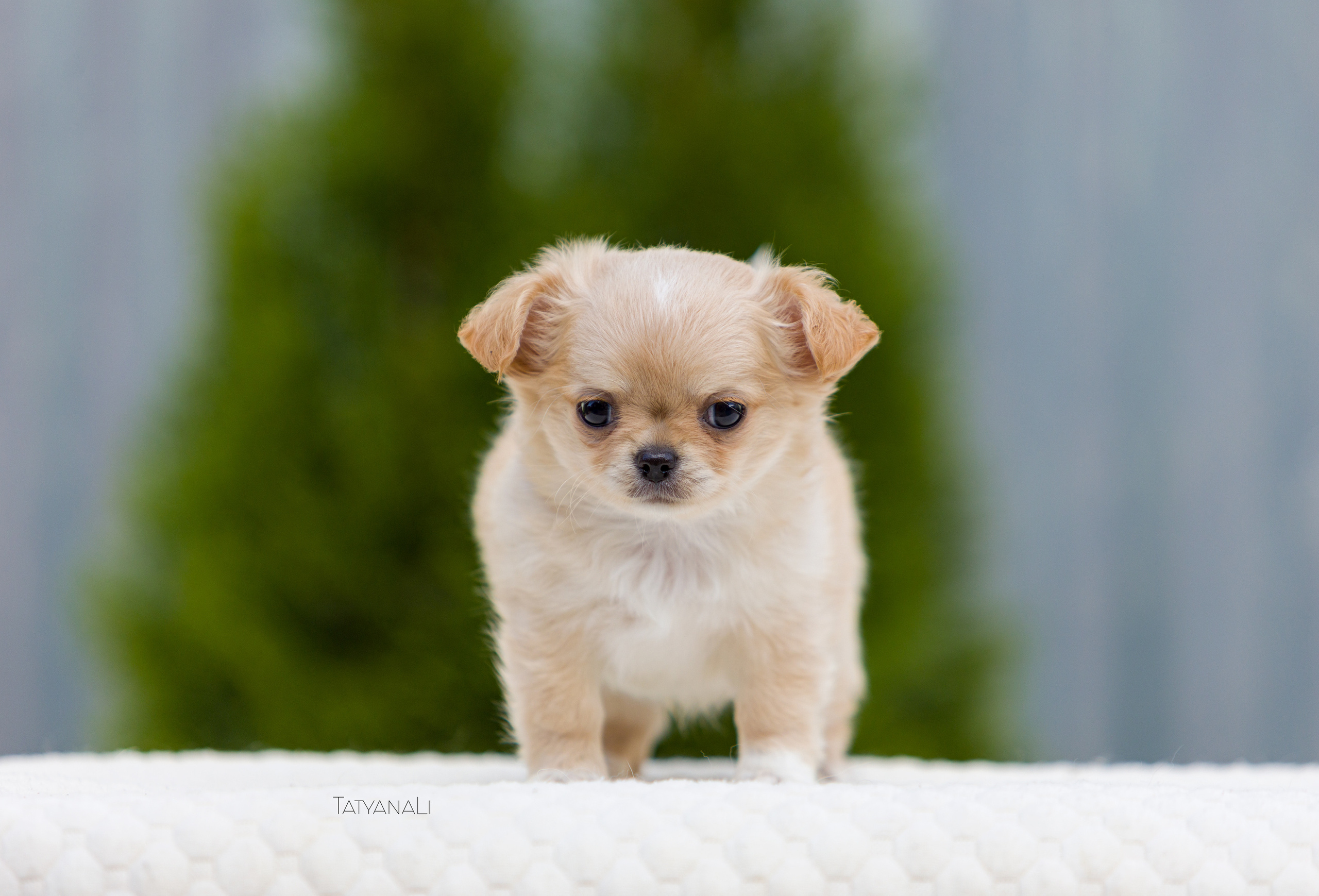 Чихуахуа дш. Фотограф — анималист Татьяна Ли