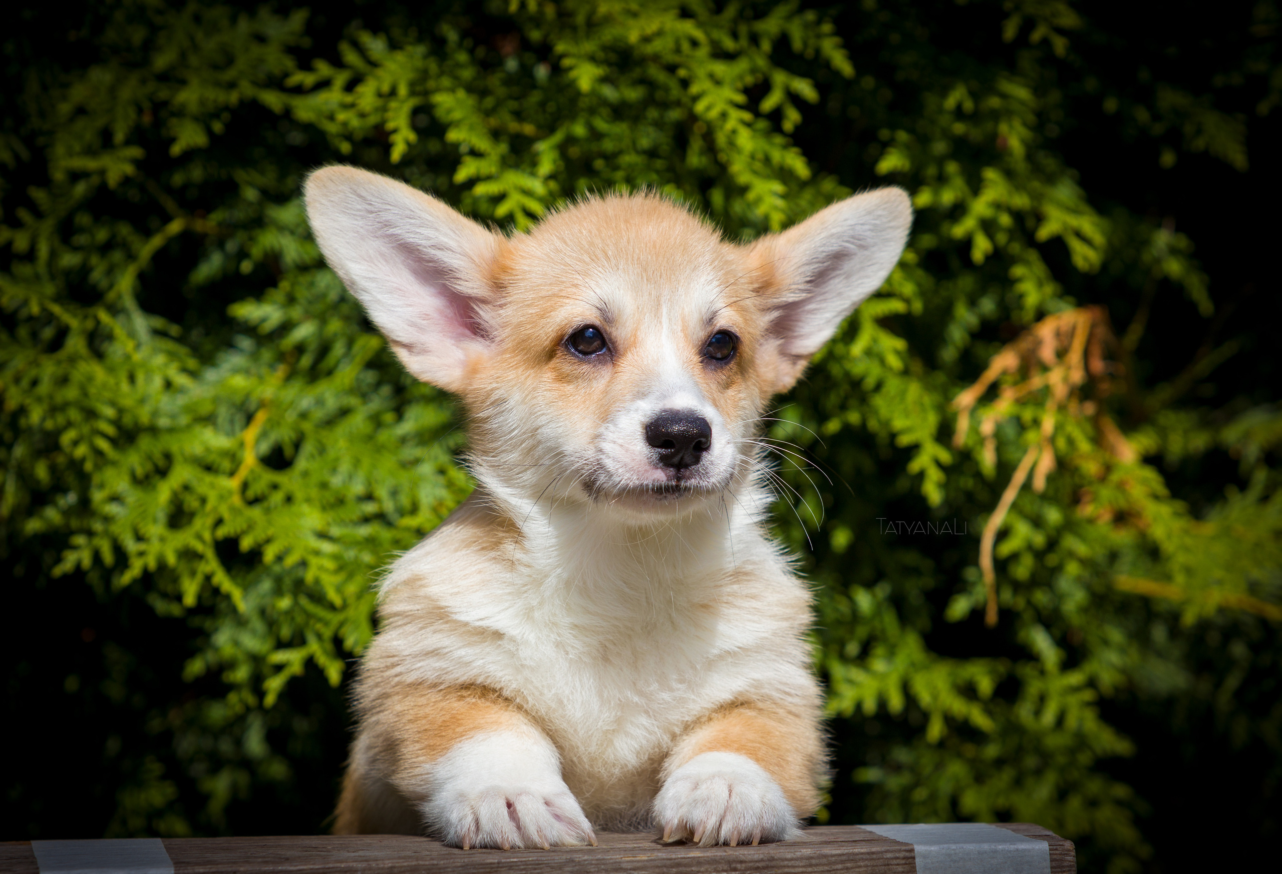 Вельш-корги пемброк. Фотограф — анималист Татьяна Ли