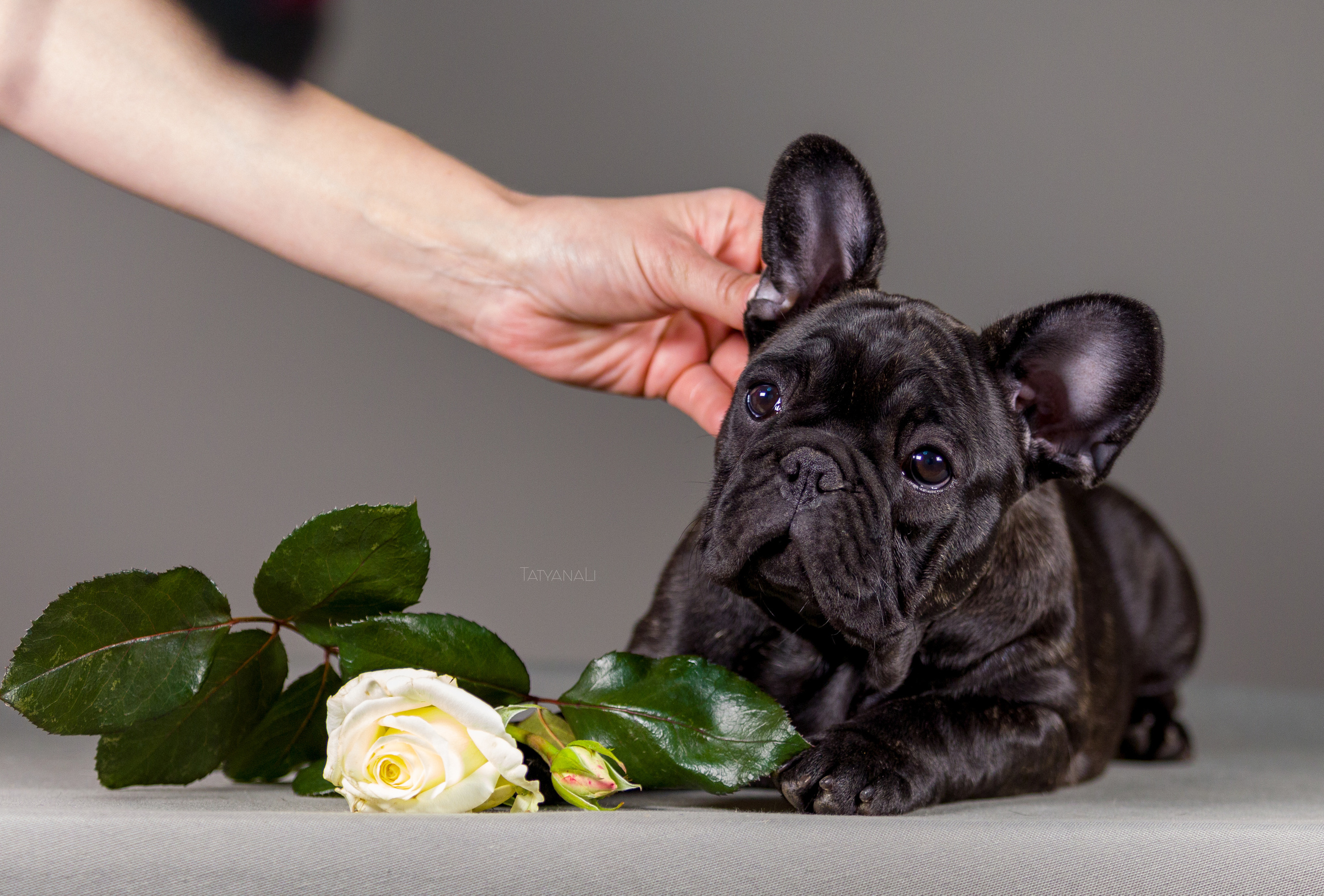 Французкий бульдог. Фотограф — анималист Татьяна Ли