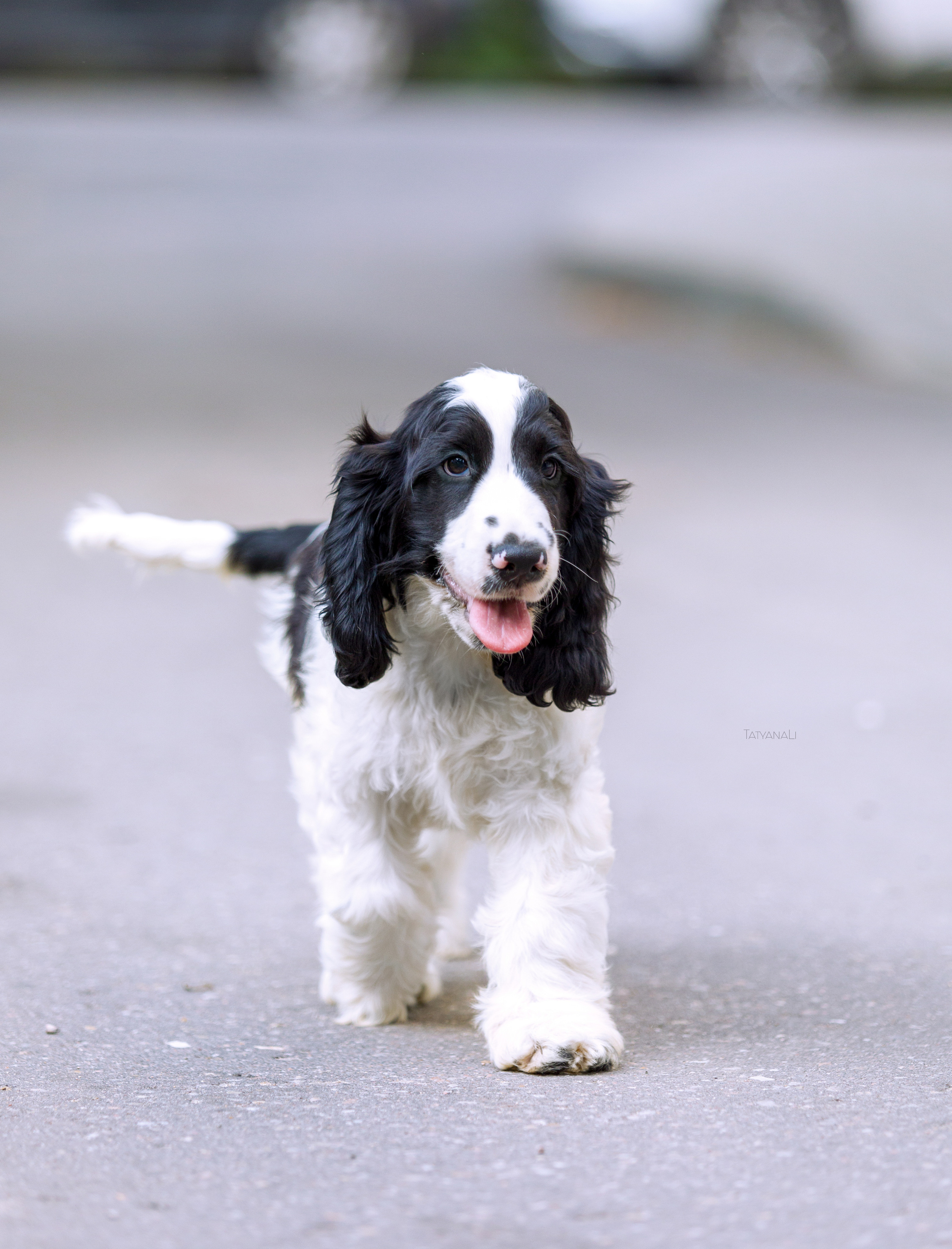 Английский кокер-спаниель. Фотограф — анималист Татьяна Ли