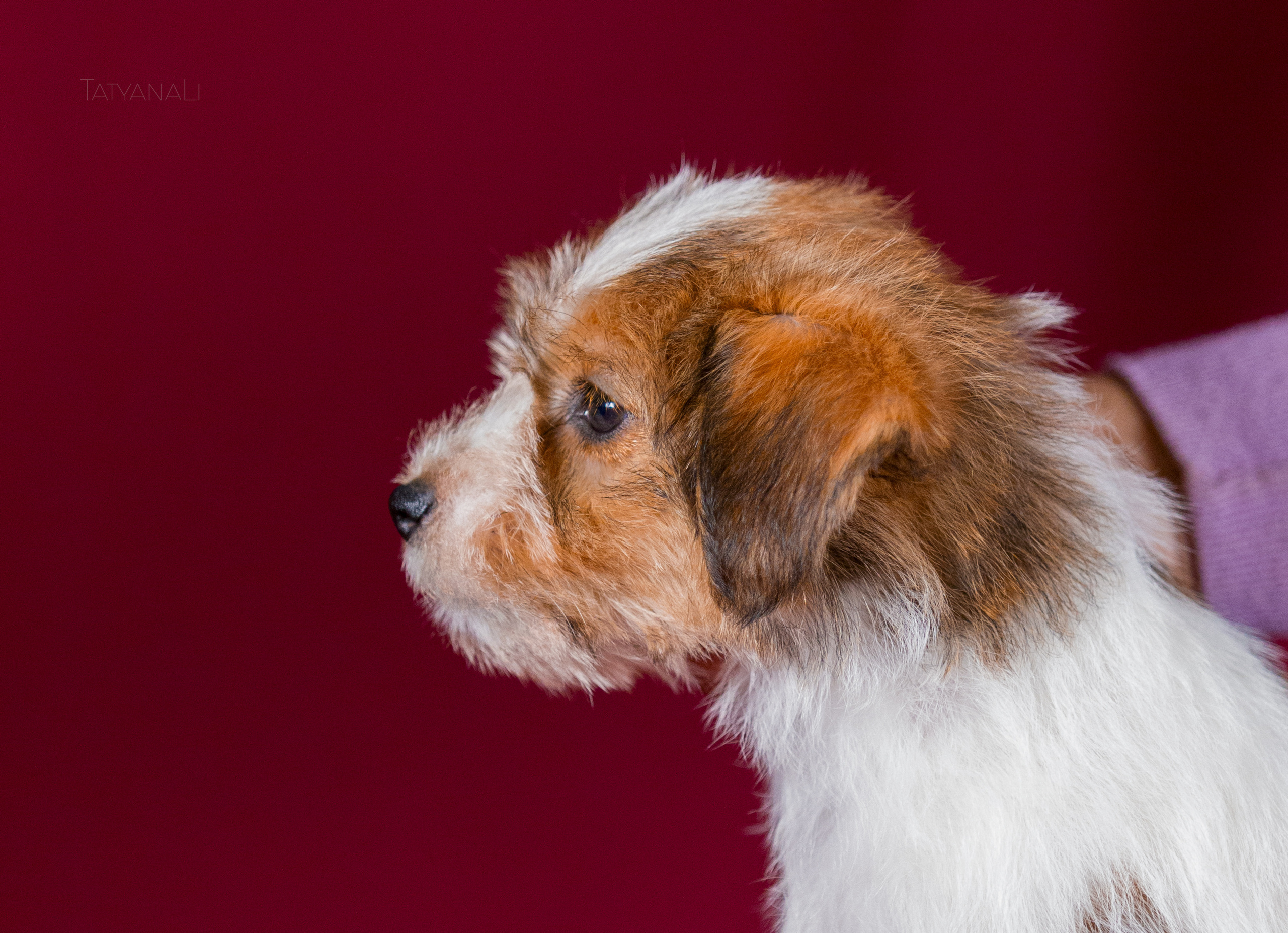 Джек-рассел-терьер. Фотограф — анималист Татьяна Ли