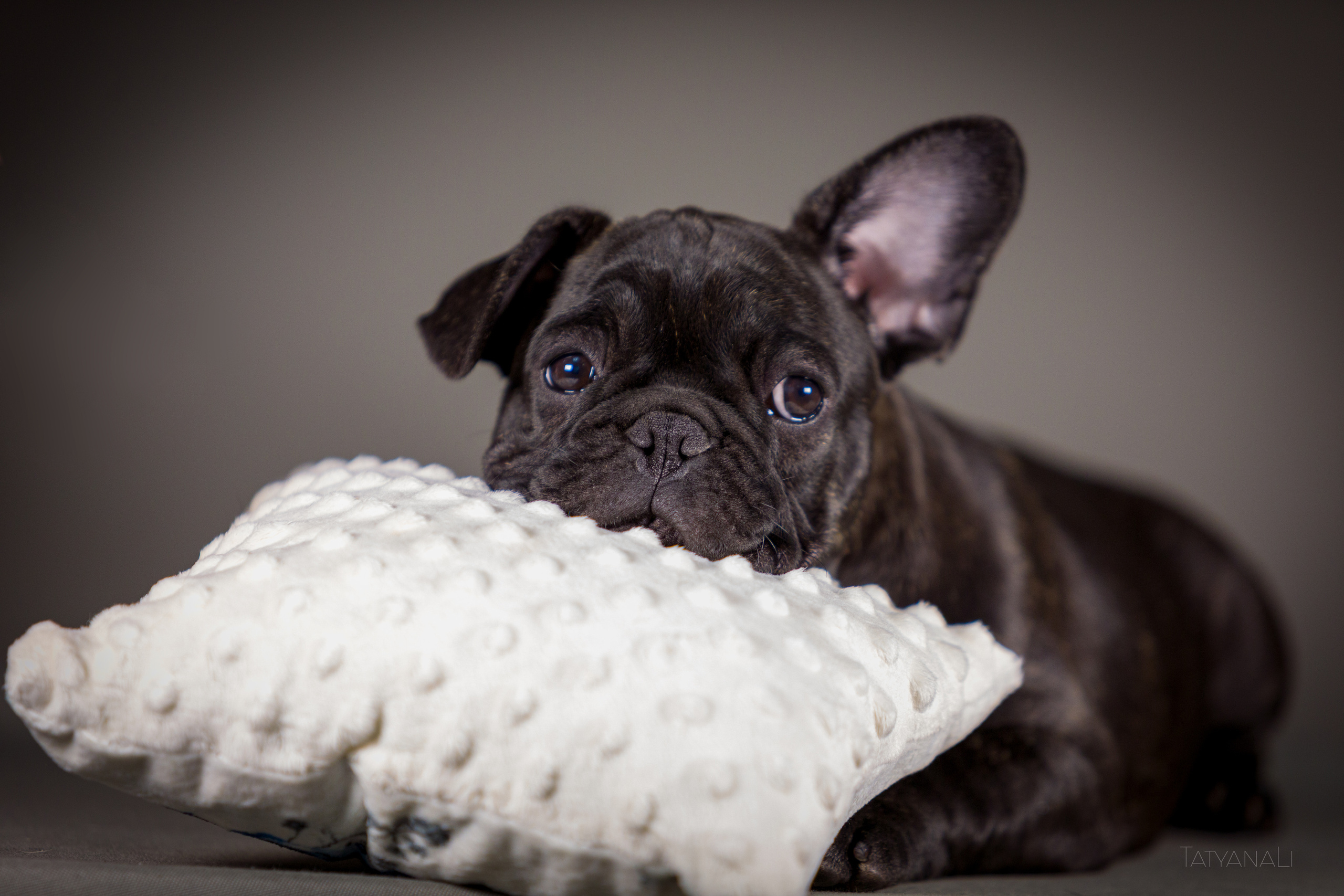 Французкий бульдог. Фотограф — анималист Татьяна Ли