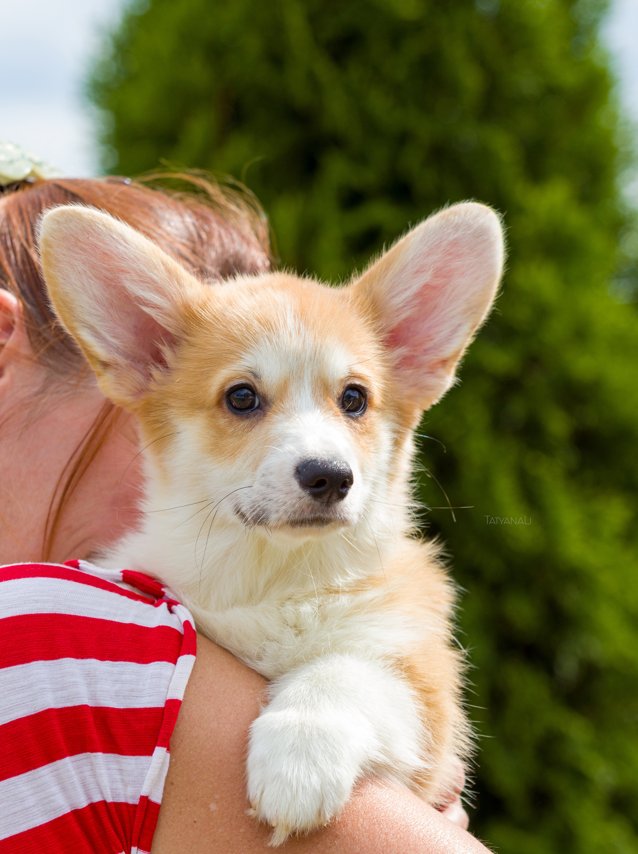 Вельш-корги пемброк. Фотограф — анималист Татьяна Ли