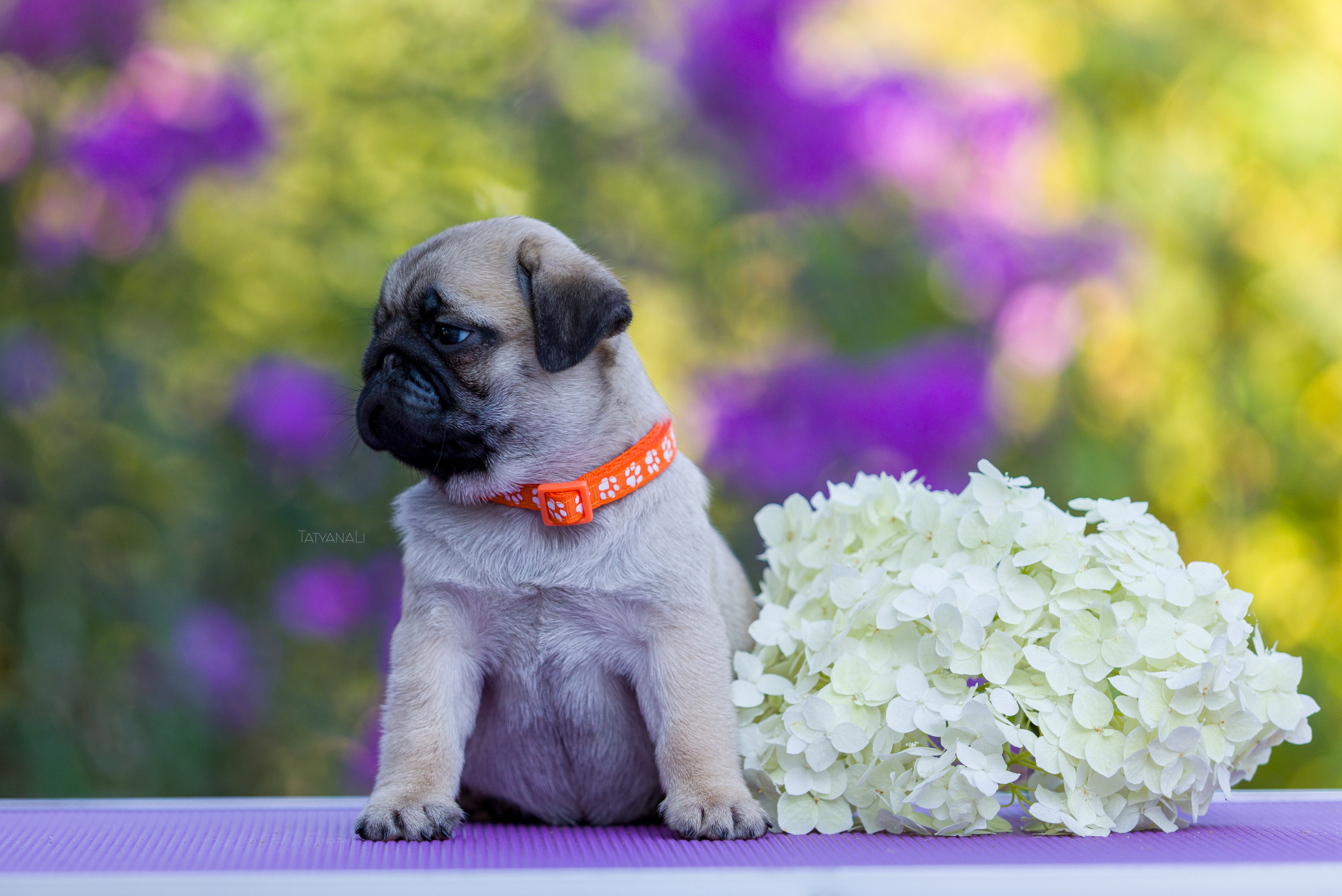 Мопс. Фотограф — анималист Татьяна Ли