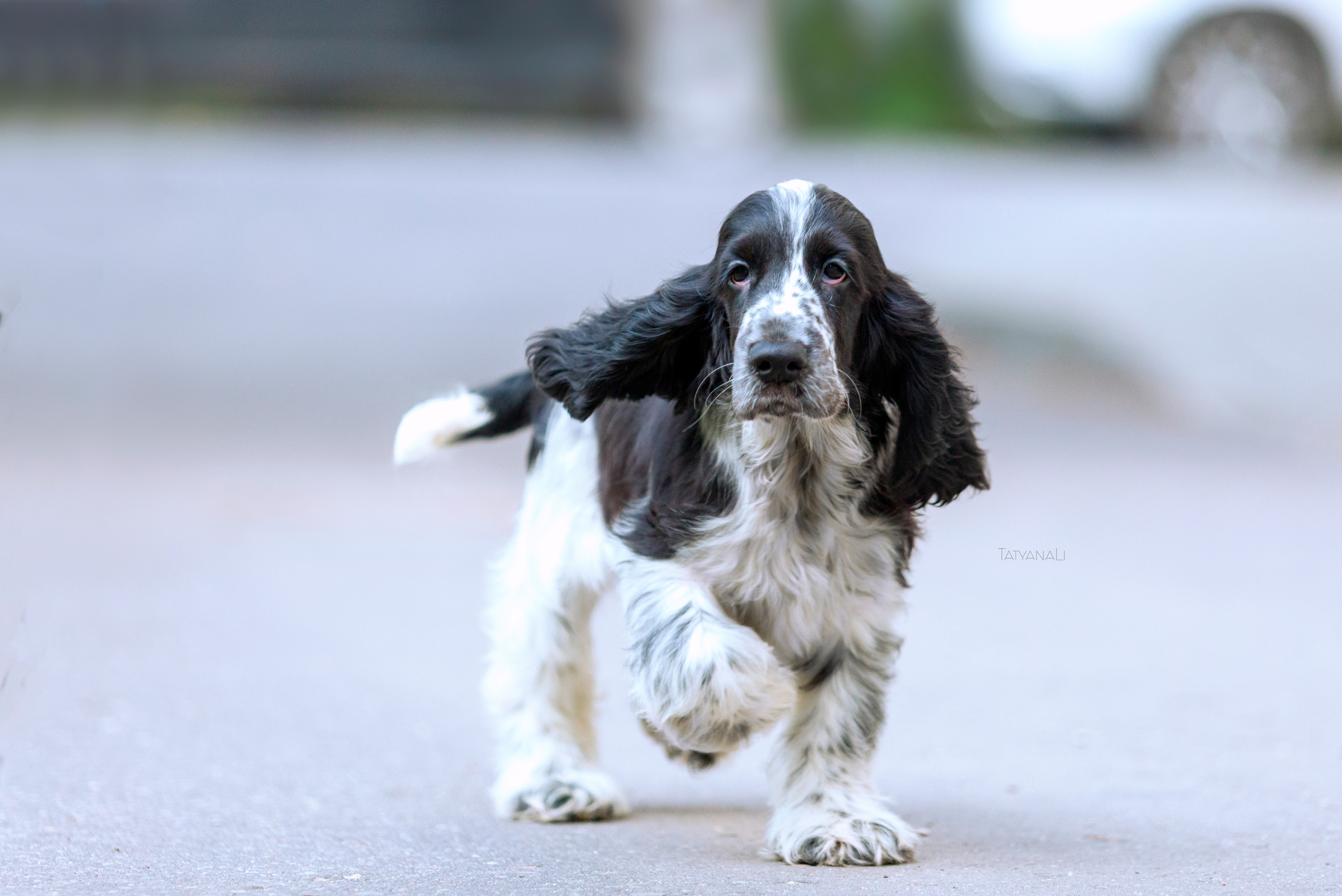 Английский кокер-спаниель. Фотограф — анималист Татьяна Ли