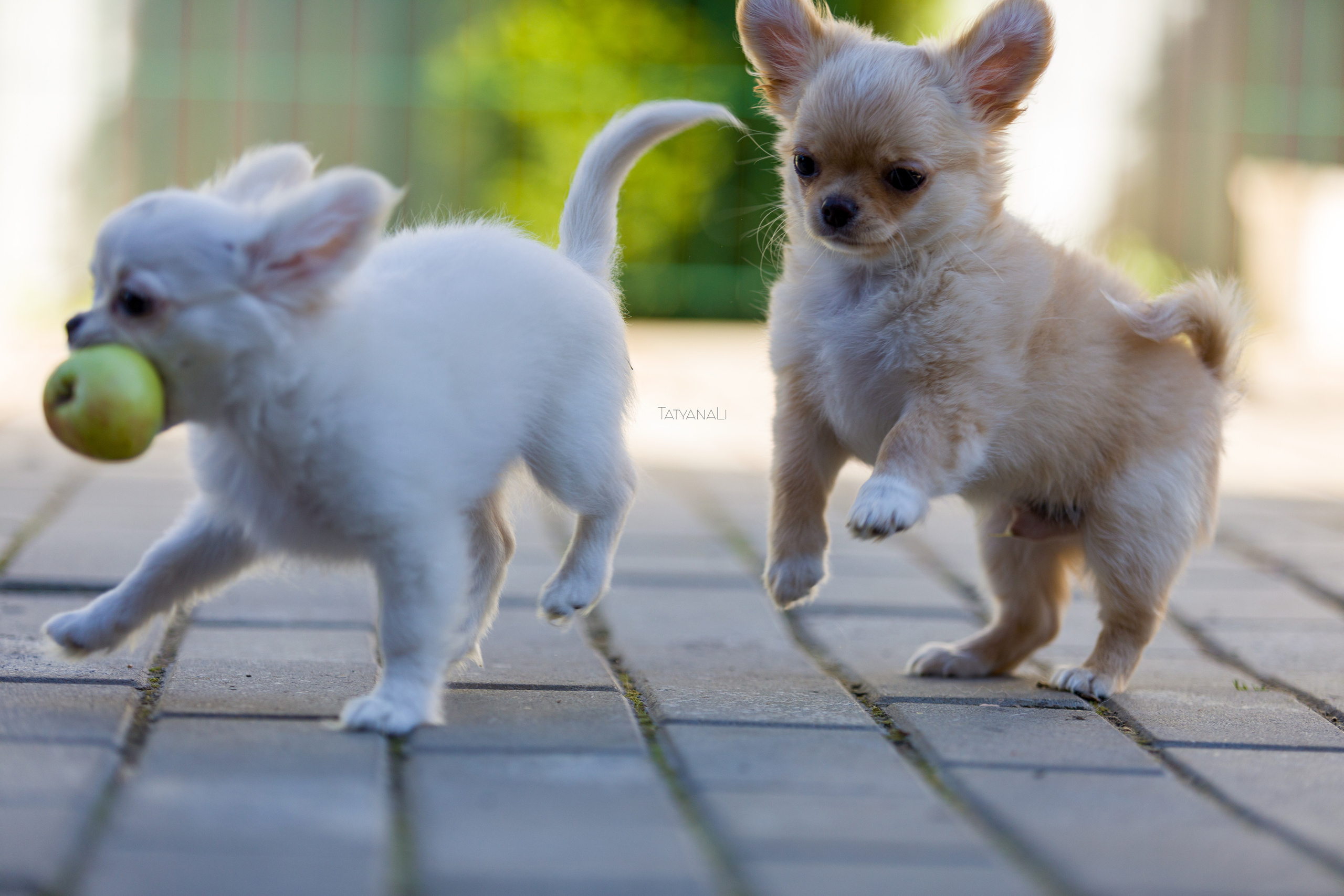 Ассорти. Фотограф — анималист Татьяна Ли