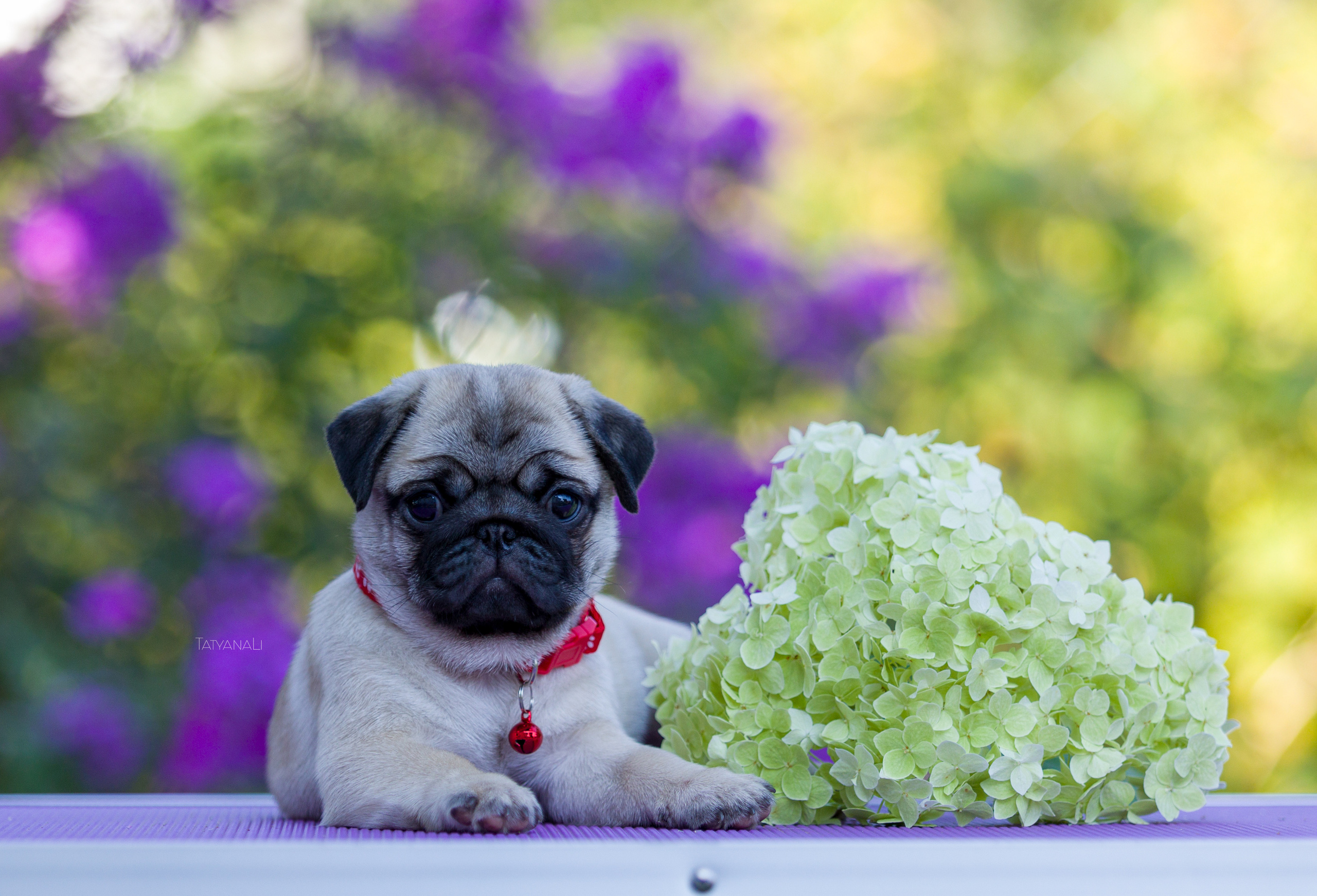 Мопс. Фотограф — анималист Татьяна Ли