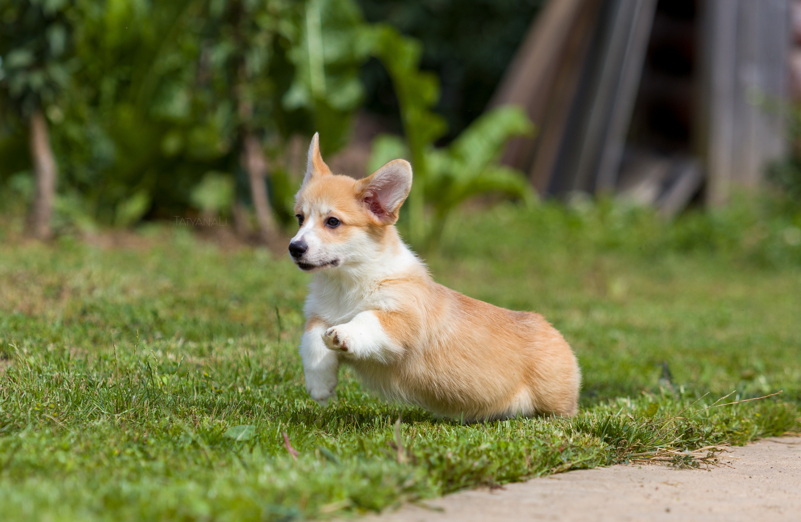 Вельш-корги пемброк. Фотограф — анималист Татьяна Ли