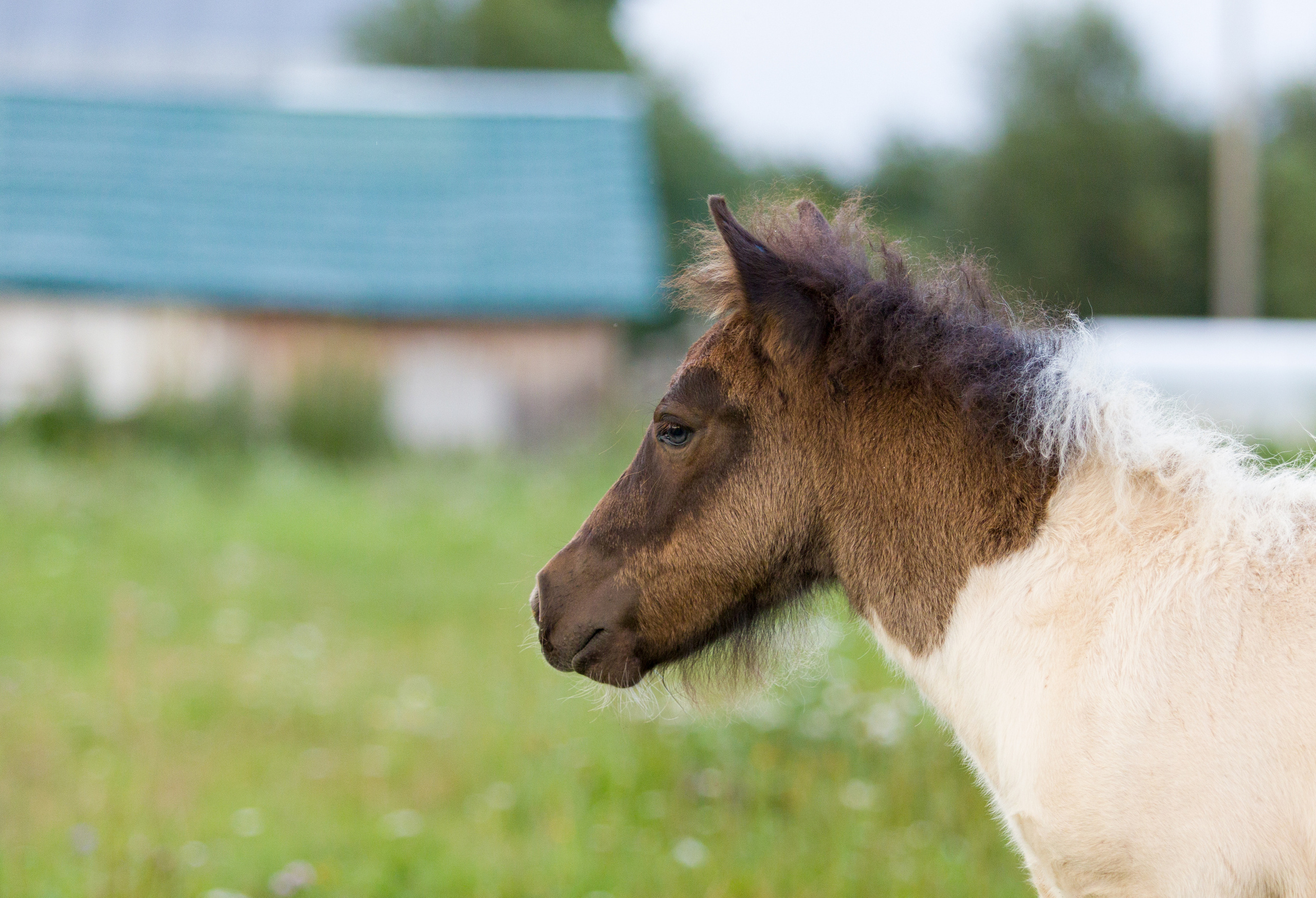 Пони и кони. Фотограф — анималист Татьяна Ли