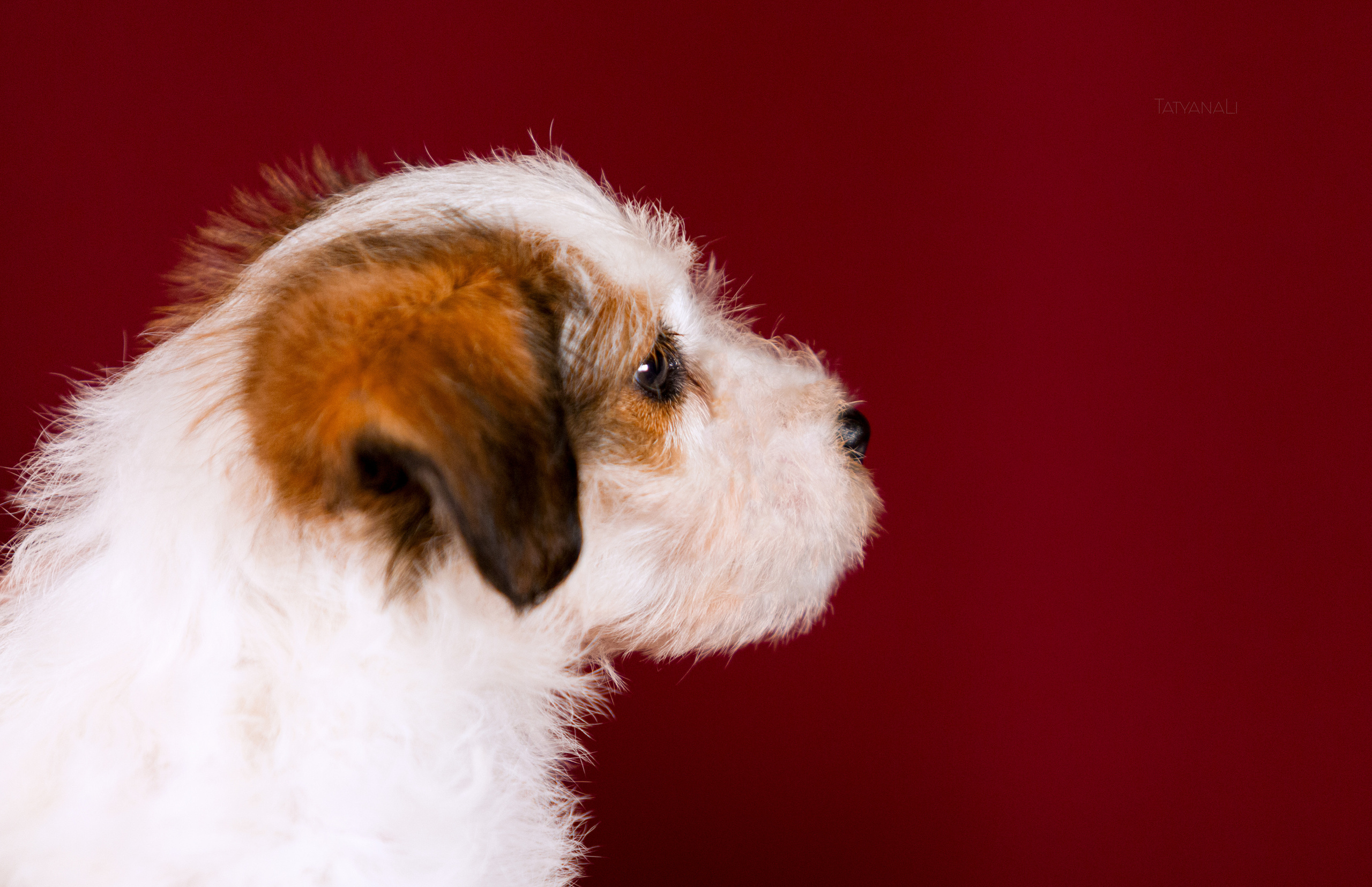 Джек-рассел-терьер. Фотограф — анималист Татьяна Ли