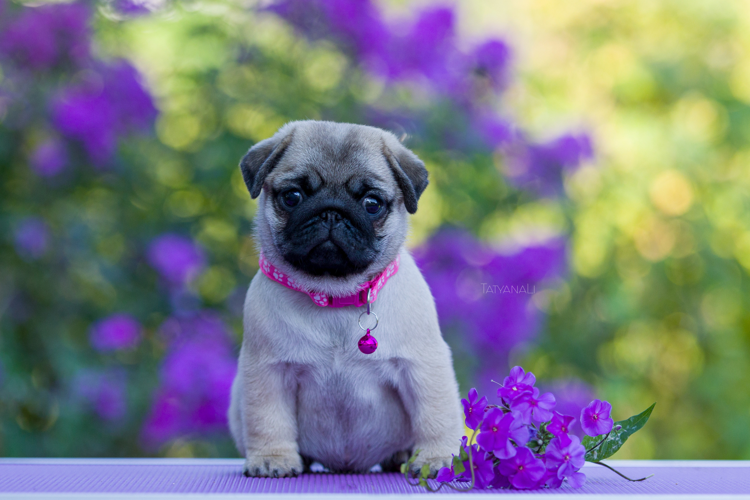 Мопс. Фотограф — анималист Татьяна Ли