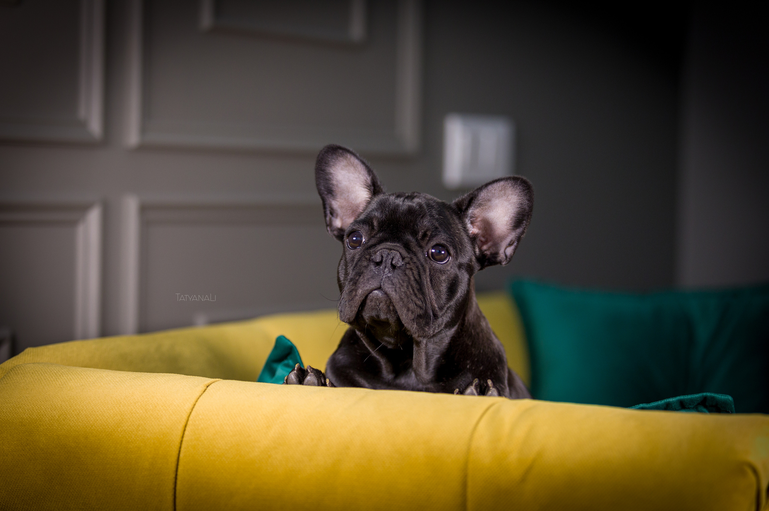 Французкий бульдог. Фотограф — анималист Татьяна Ли