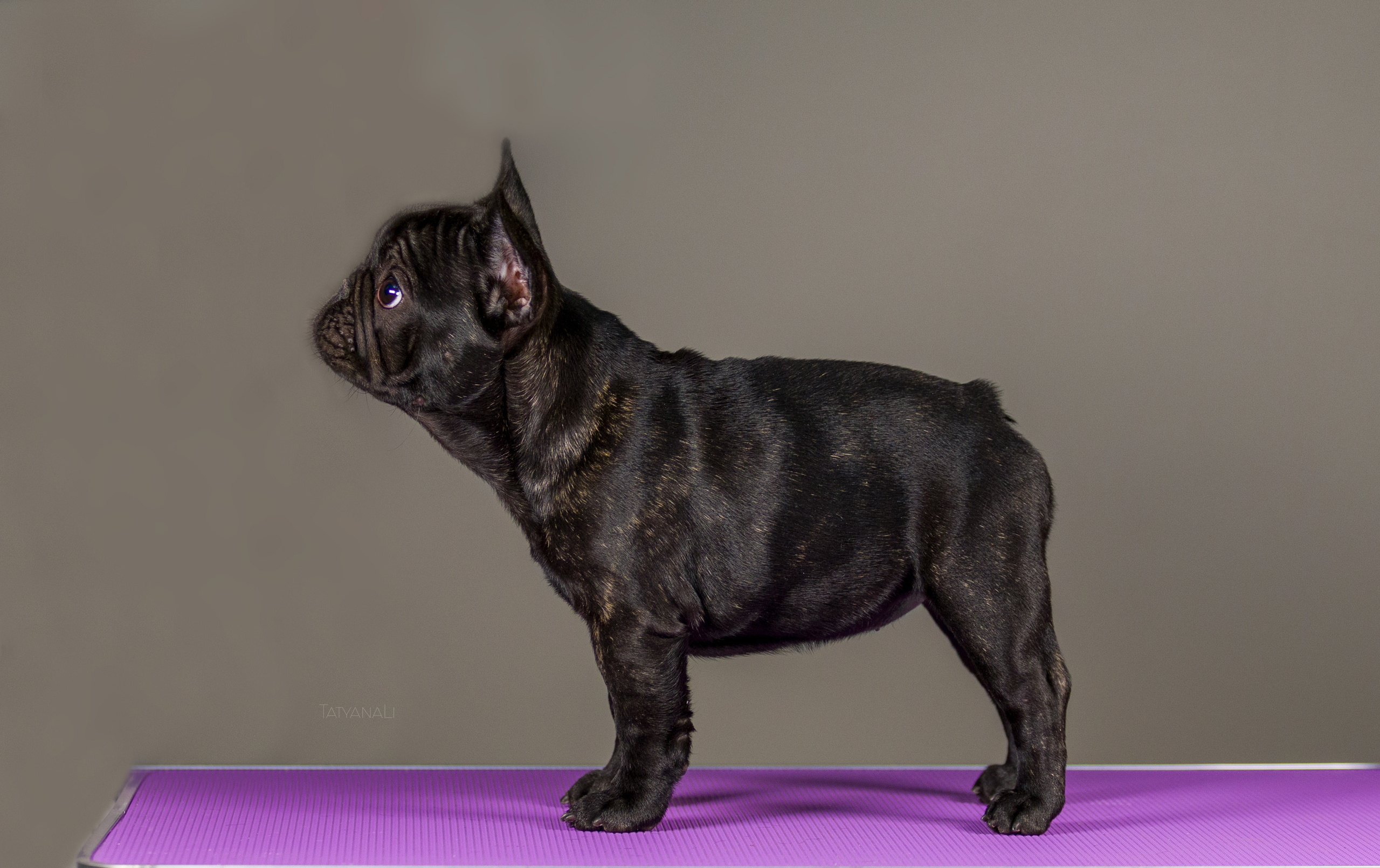 Французкий бульдог. Фотограф — анималист Татьяна Ли