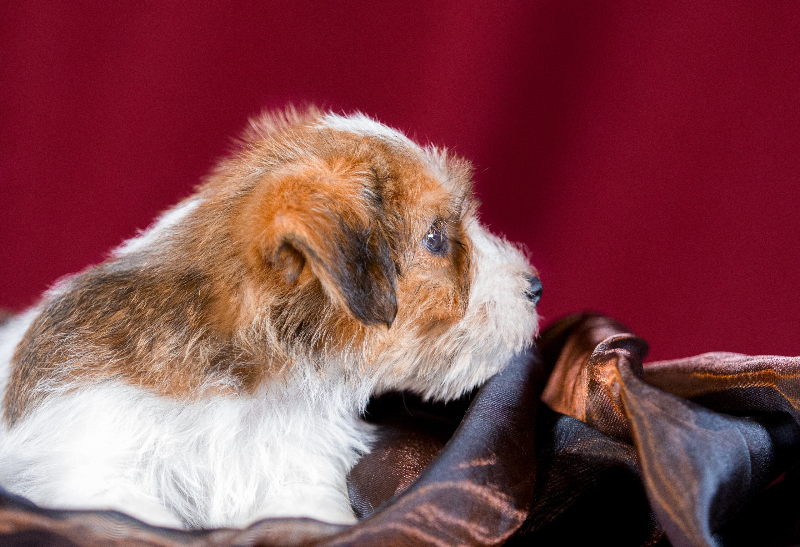 Джек-рассел-терьер. Фотограф — анималист Татьяна Ли