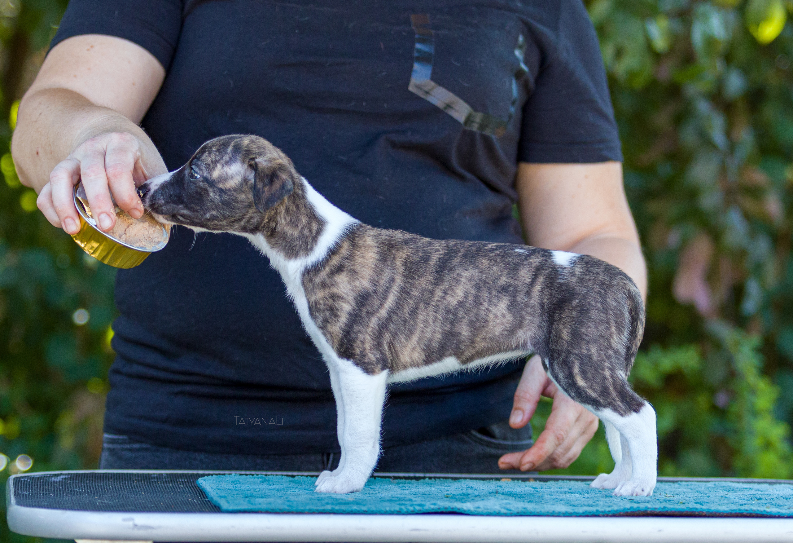 Уиппет. Фотограф — анималист Татьяна Ли