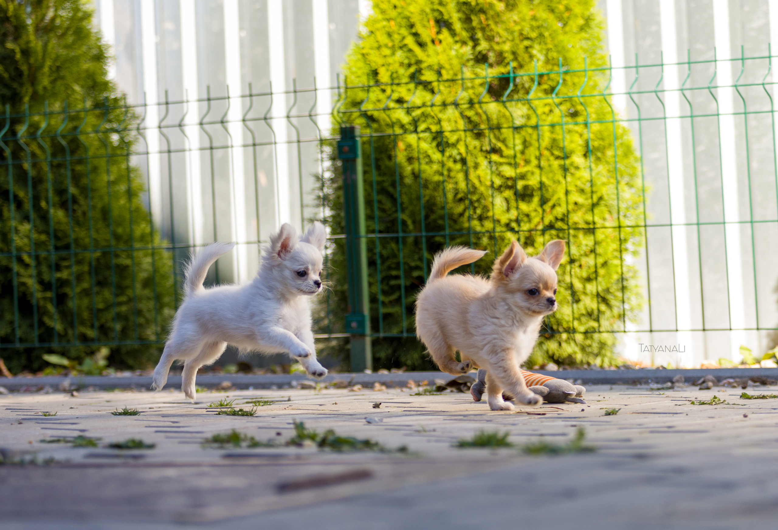 Ассорти. Фотограф — анималист Татьяна Ли