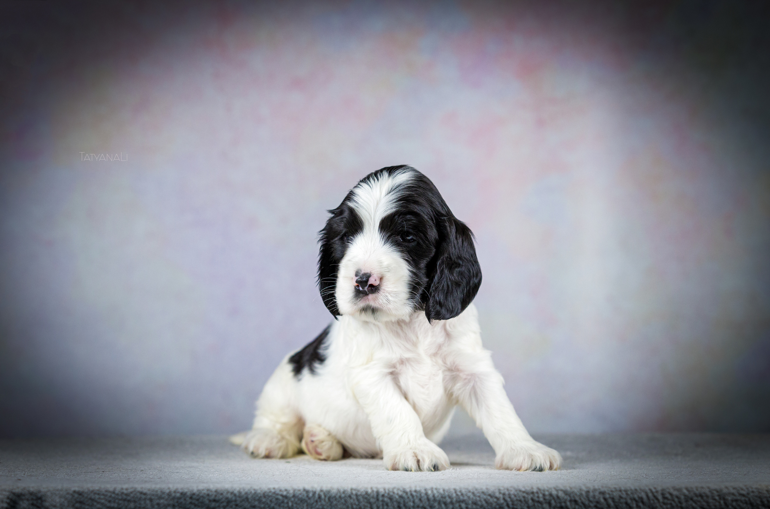 Английский кокер-спаниель. Фотограф — анималист Татьяна Ли