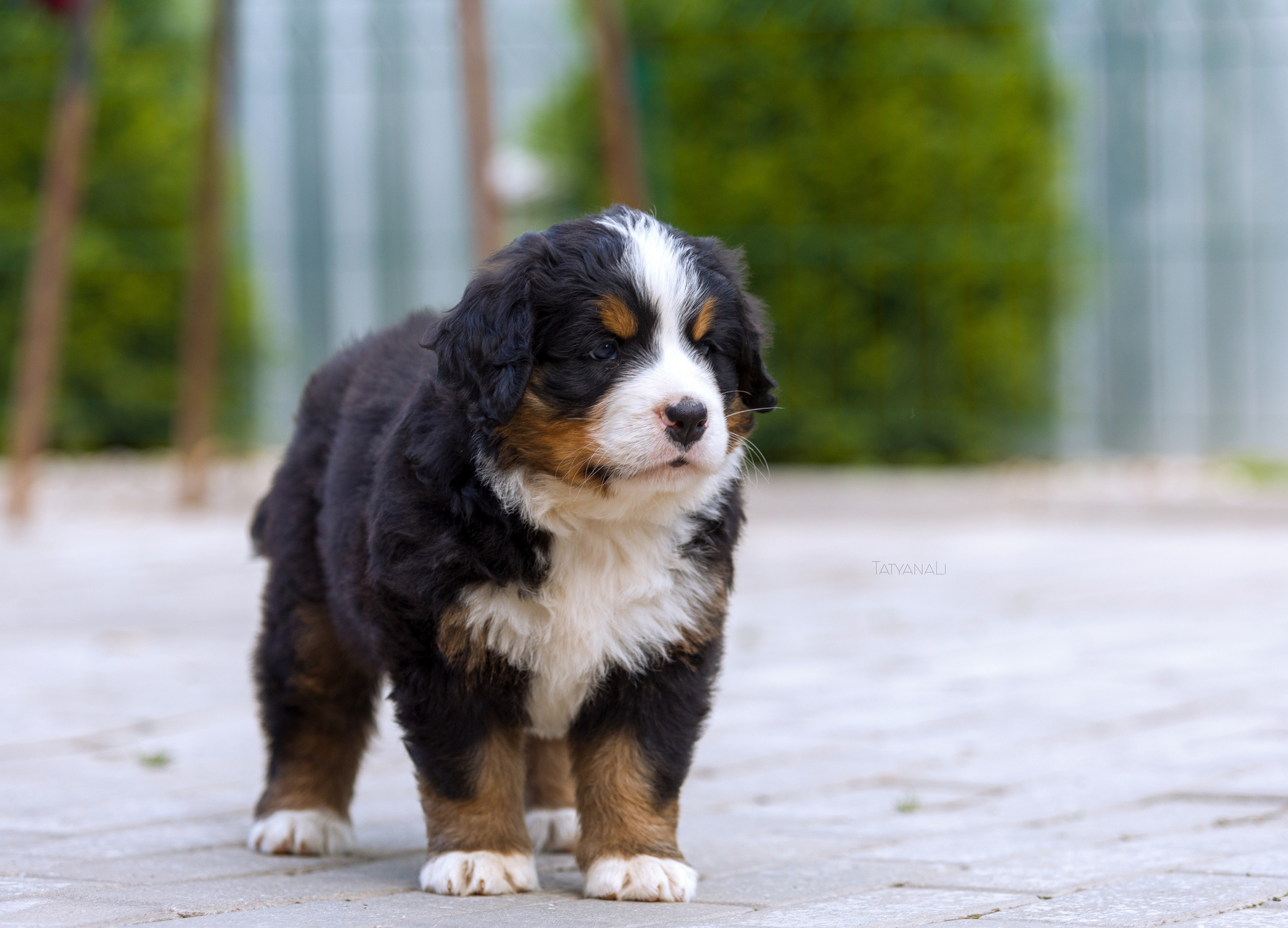 Бернский зенненхунд. Фотограф — анималист Татьяна Ли